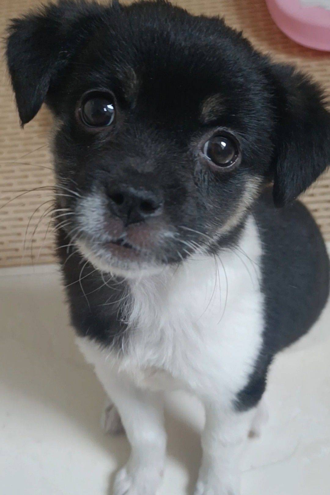 花猪小狗长大了_4