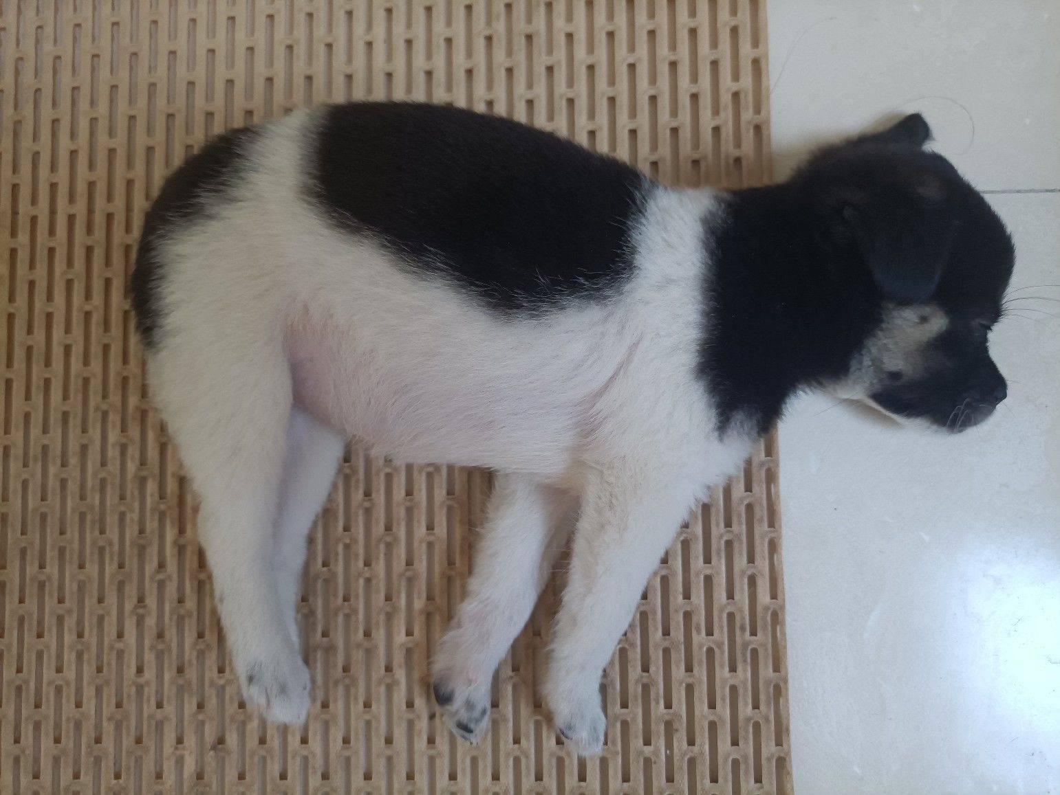 花猪小狗长大了_3