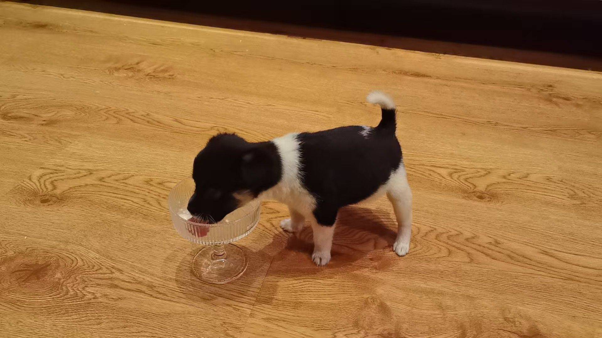 花猪小狗长大了