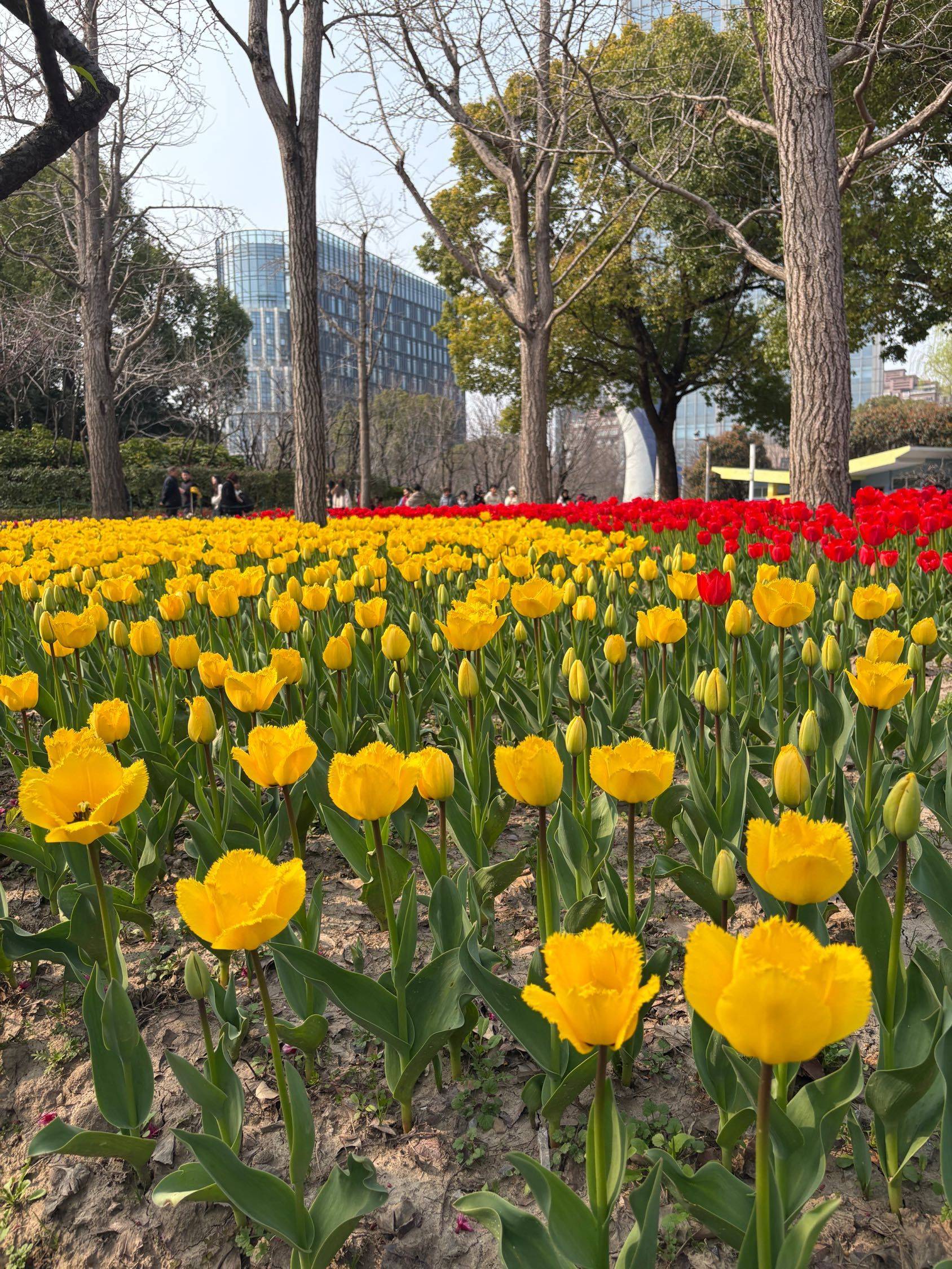 好美的郁金香花海🌷_1