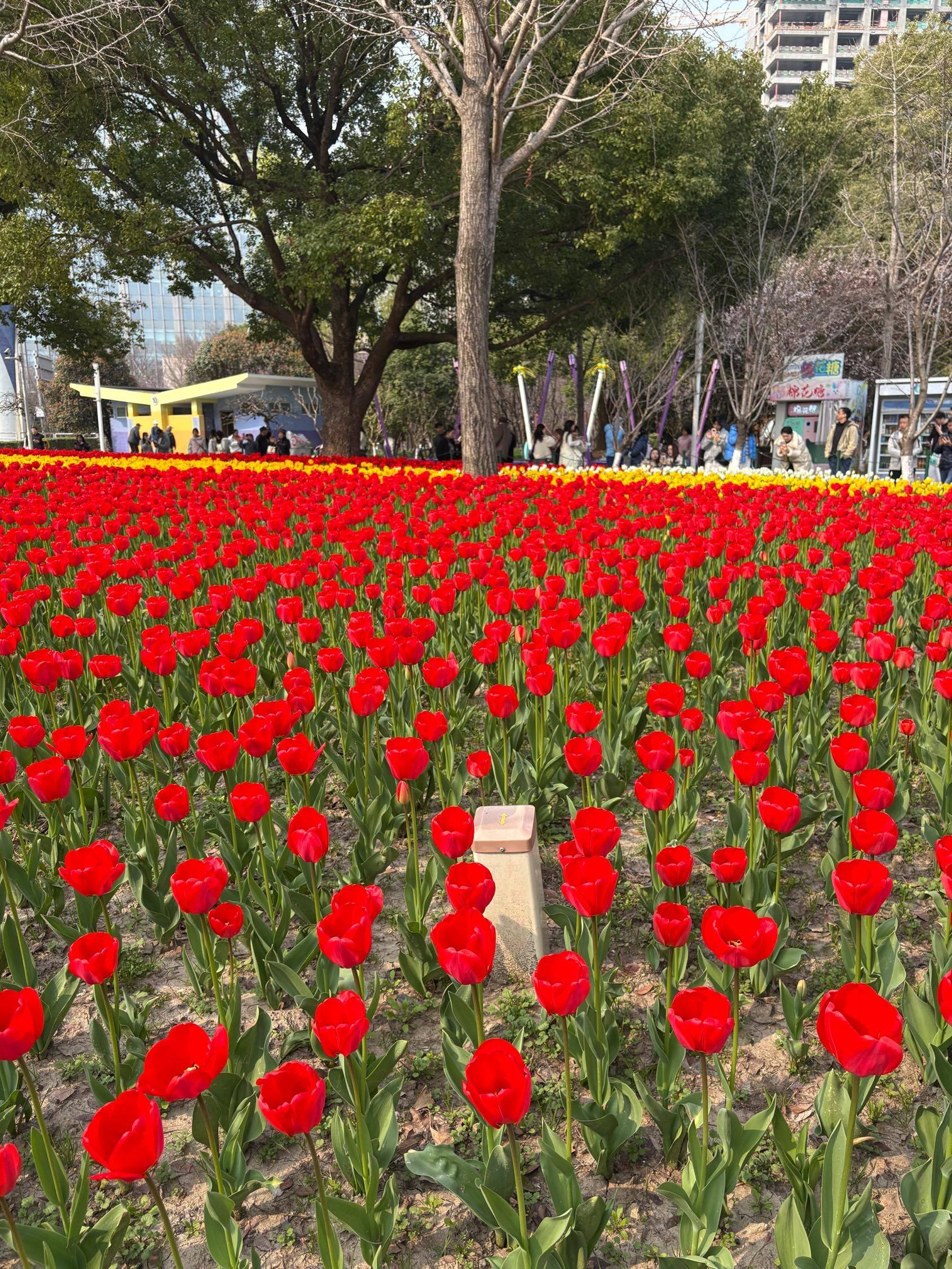 好美的郁金香花海🌷