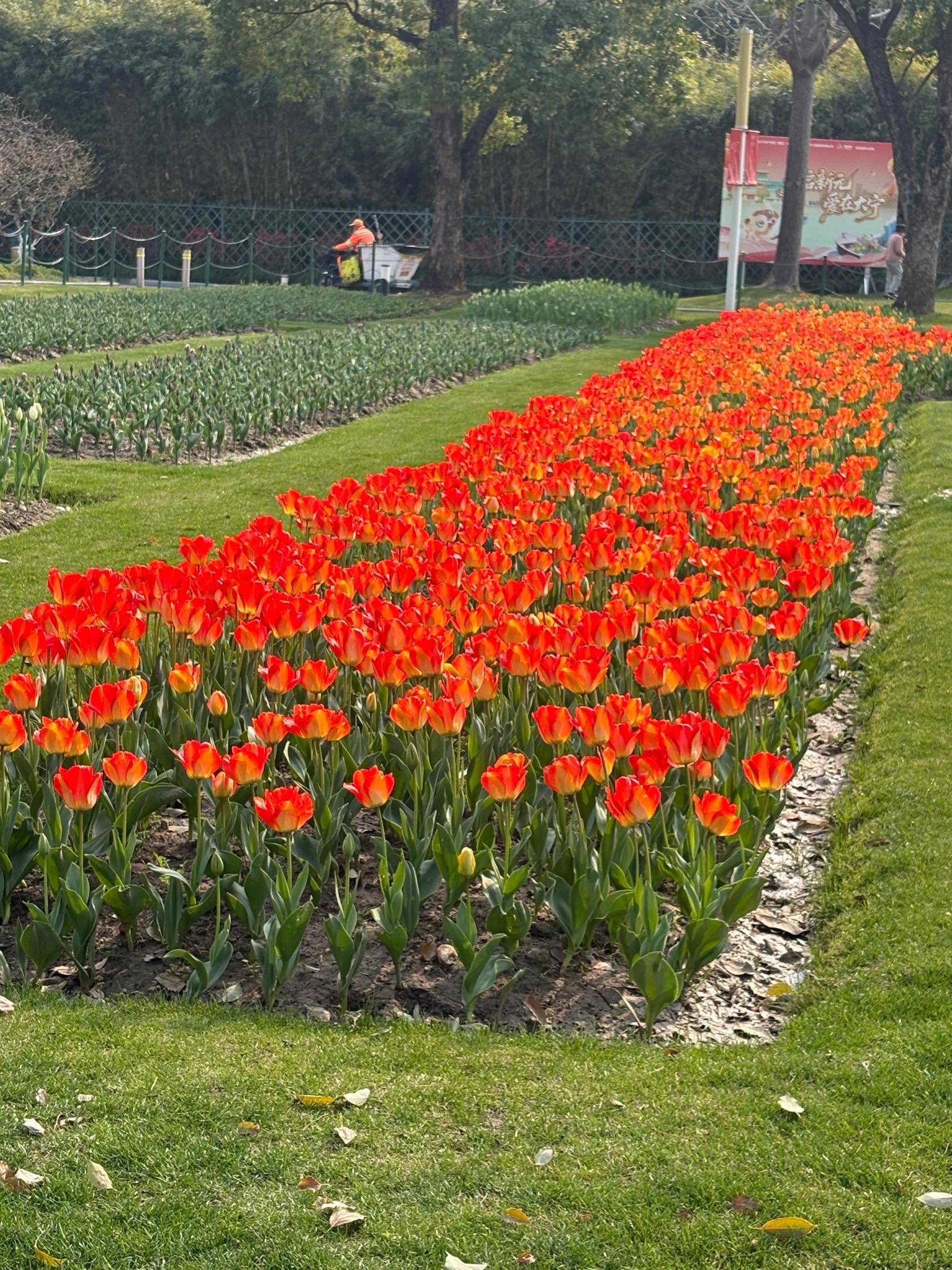 好美的郁金香花海🌷_3