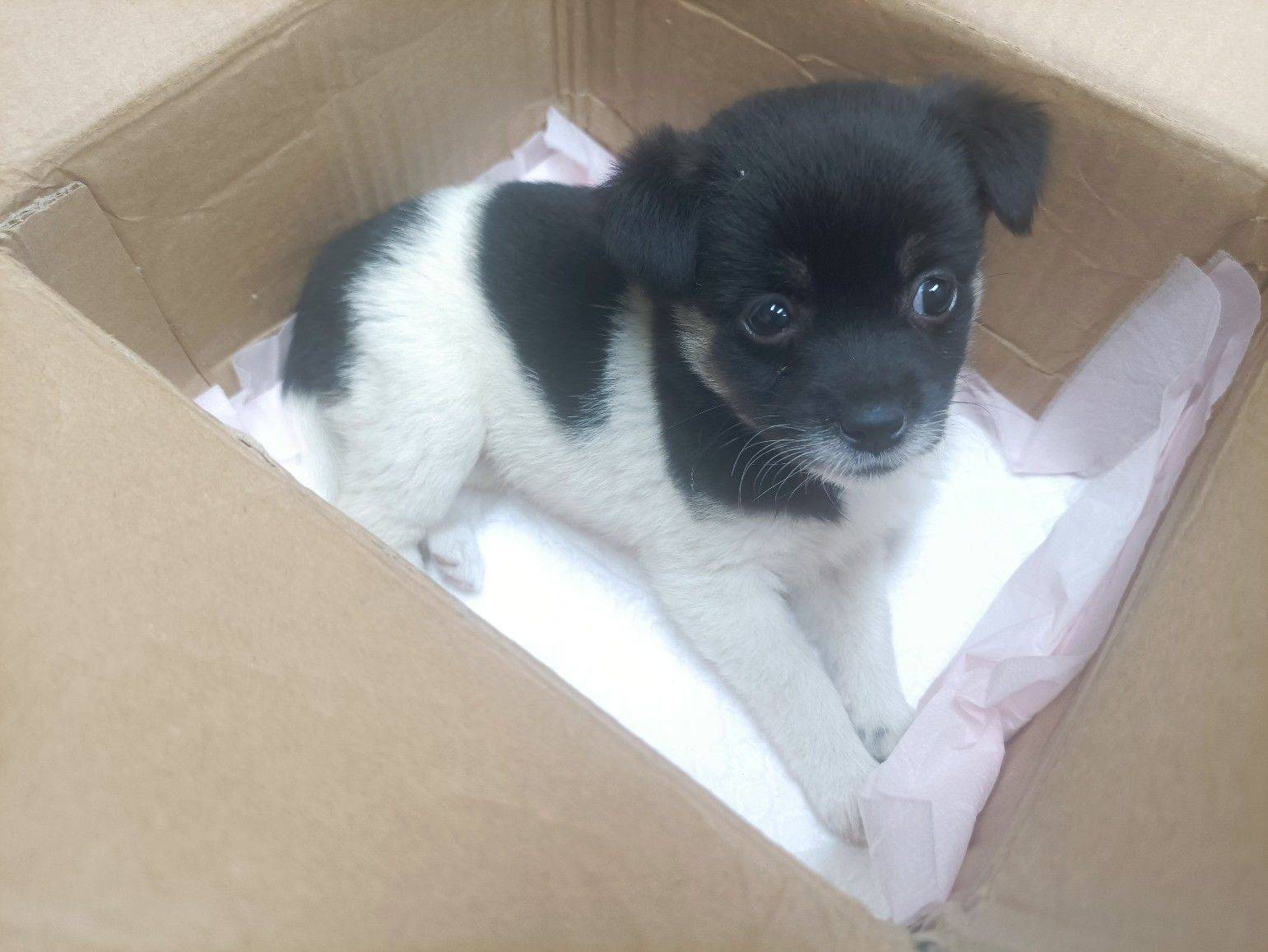 花猪小狗长大了_1