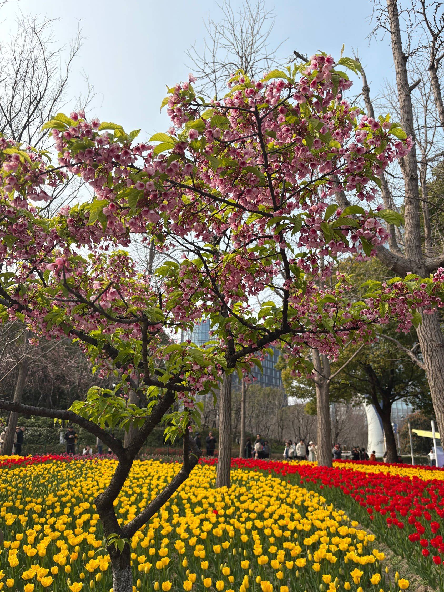 好美的郁金香花海🌷_2