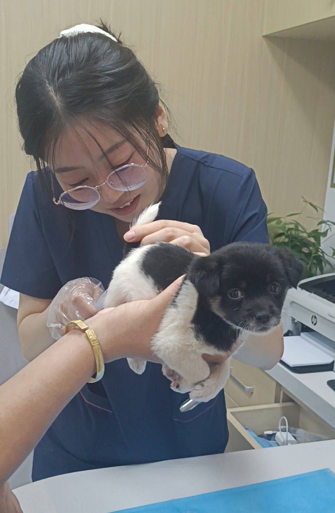 花猪小狗长大了_2