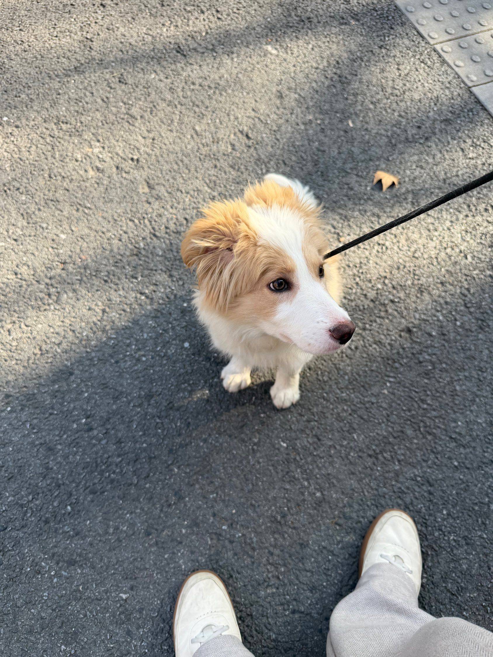 上海徐汇区边牧免费领养