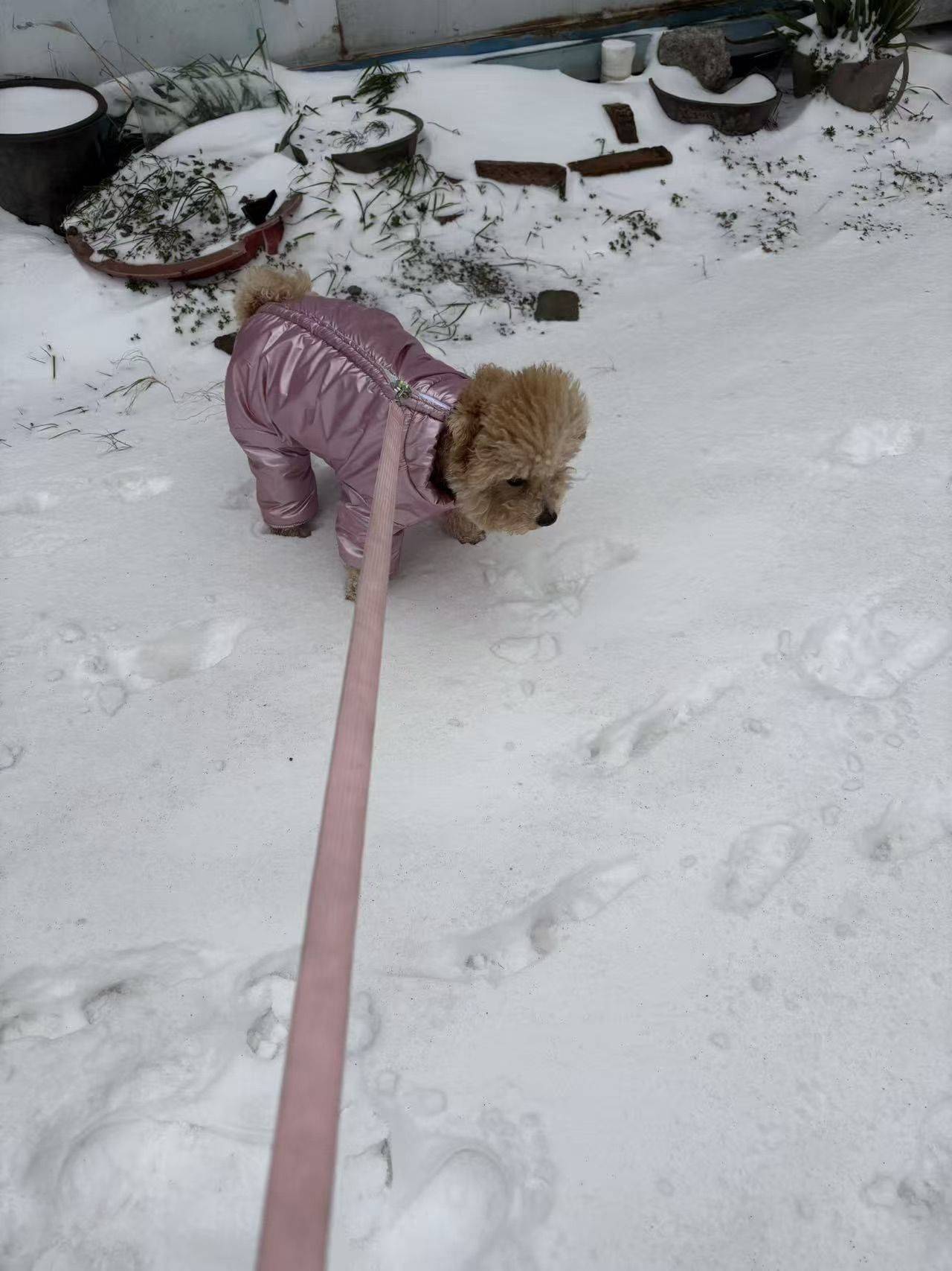 有谁可以帮我带看小狗狗