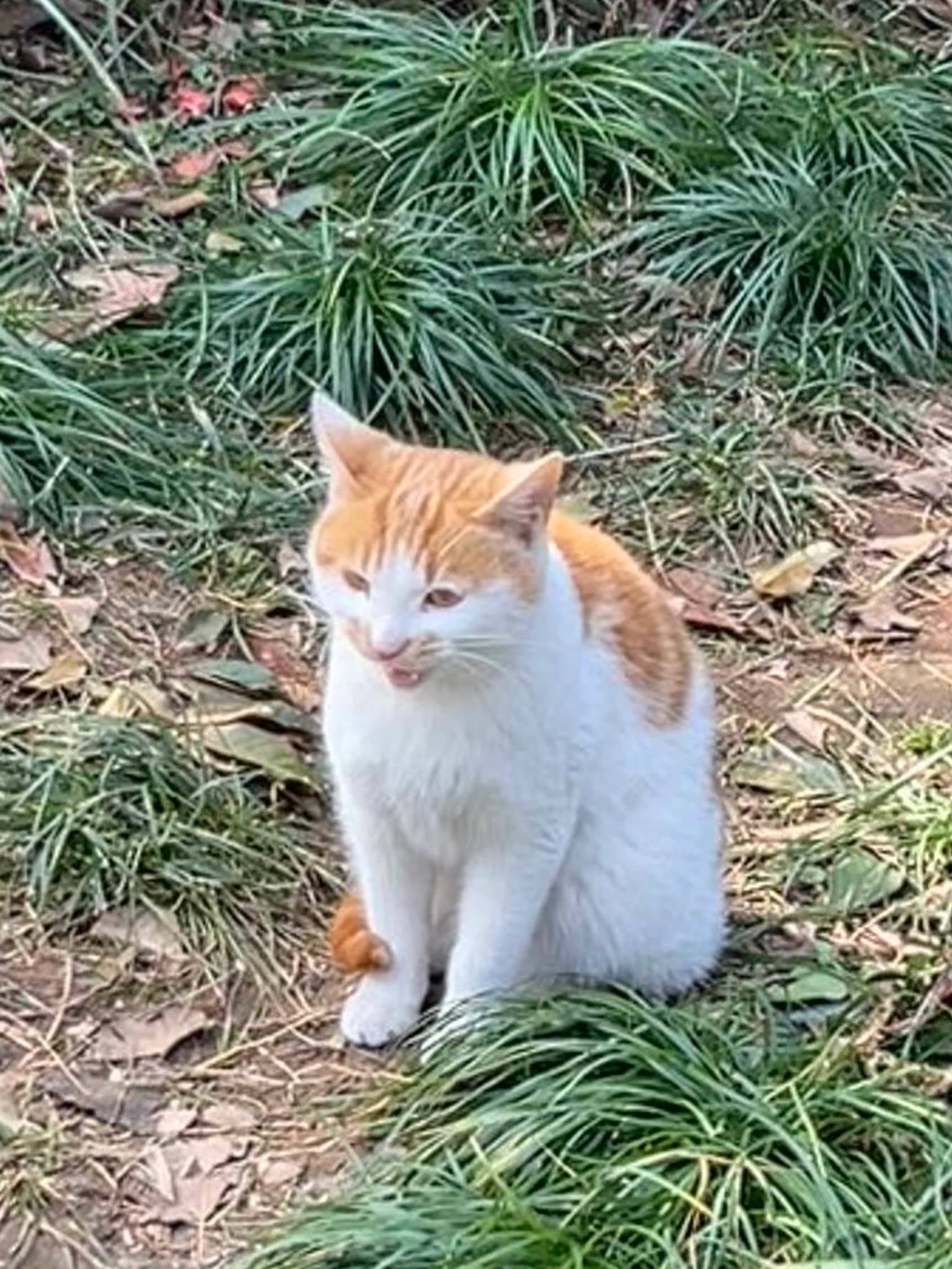 小猫咪 我家萌宠最可爱  宅家日常 