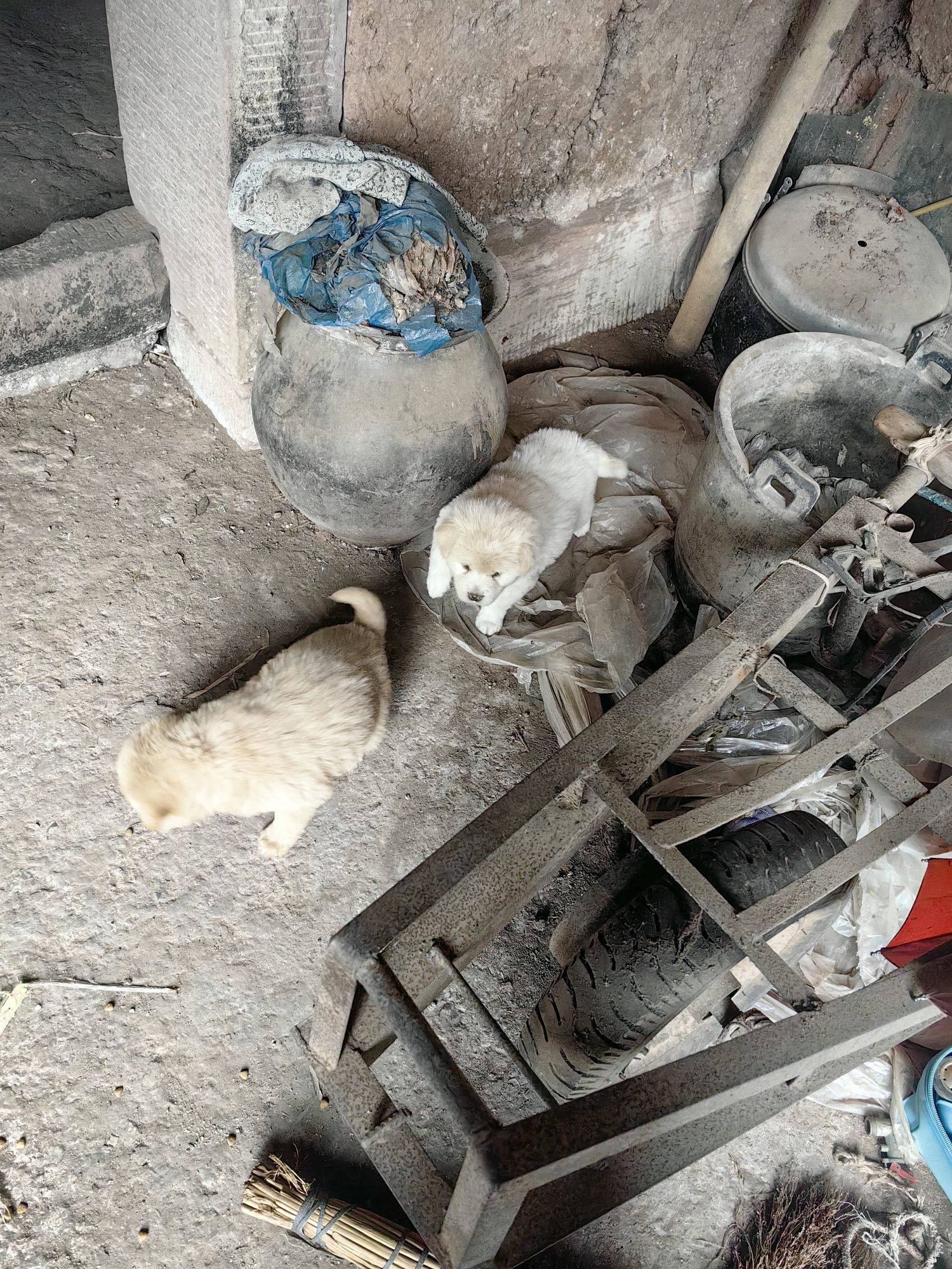 免费领养小狗，两只都是母狗 我家萌宠最_2