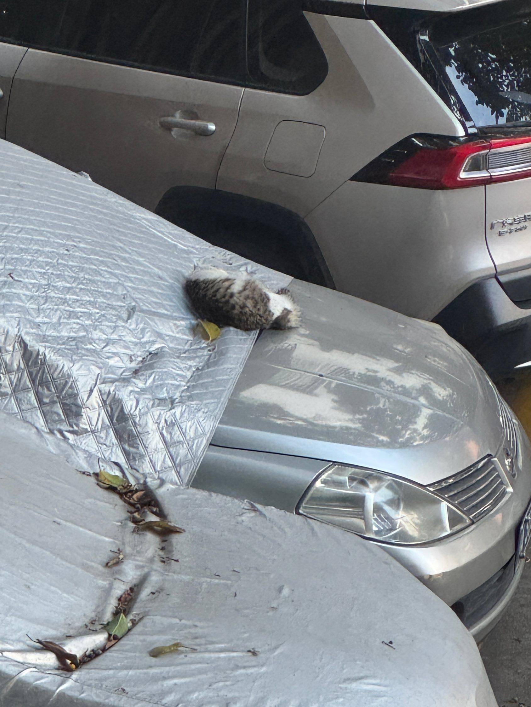 知道自己没脸见人，跑停车场后面睡觉😪 _1