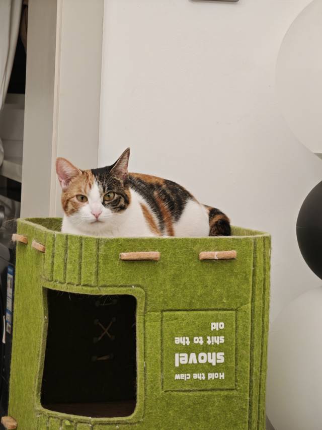 猫界刘亦菲找新家～