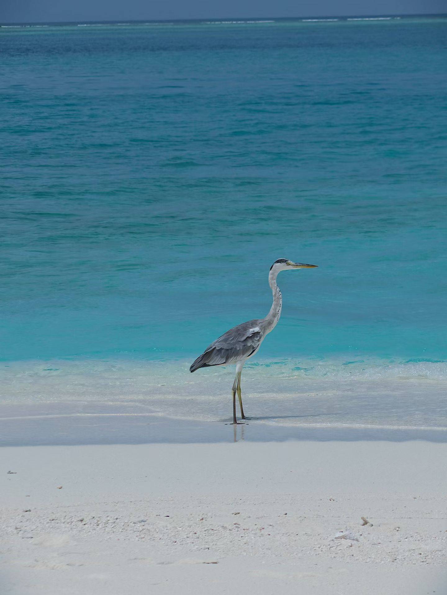 高质量室友，值得拥有_0