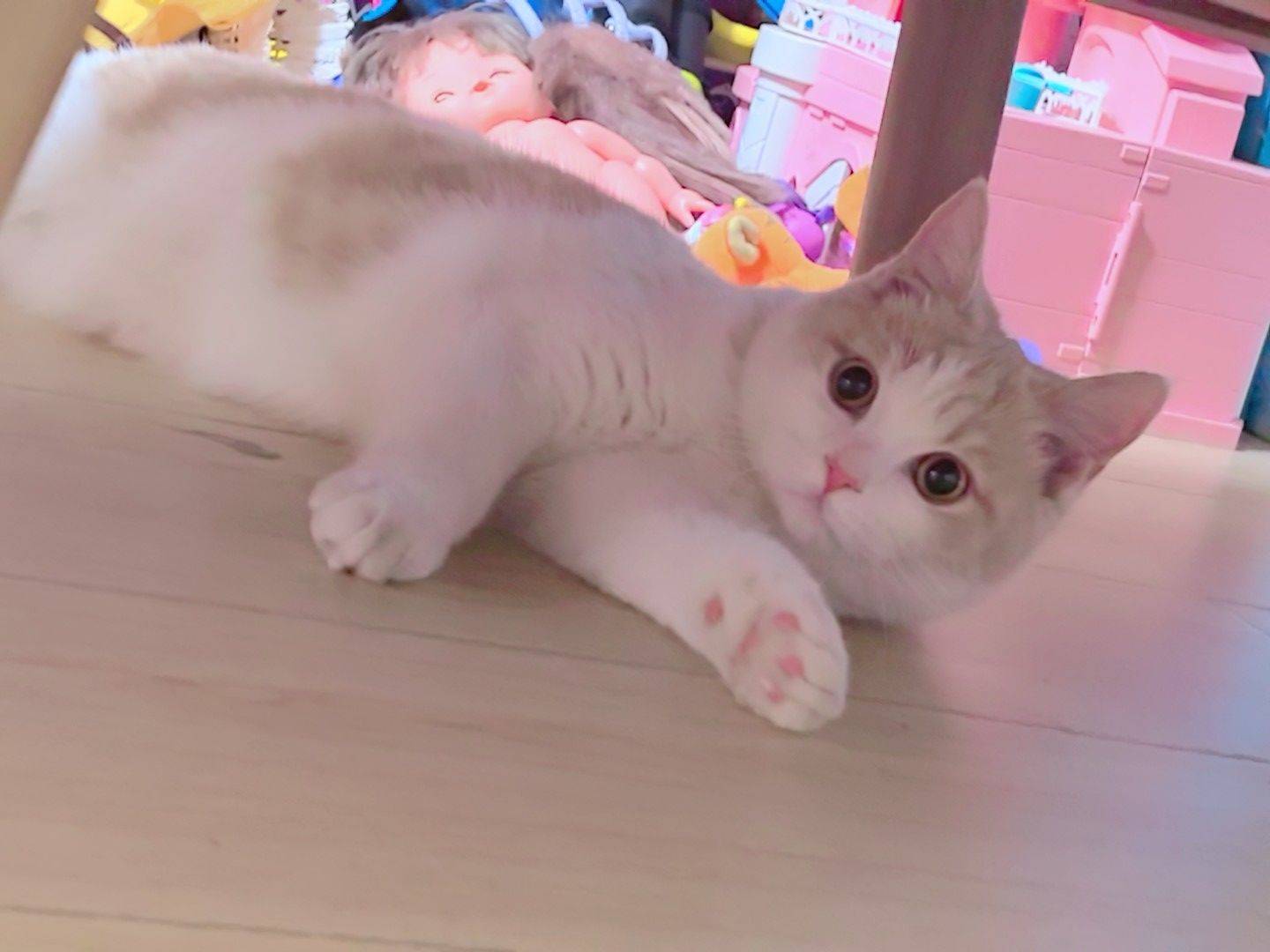 孩子过敏，八个月纯种乳白英短低价找领养_1