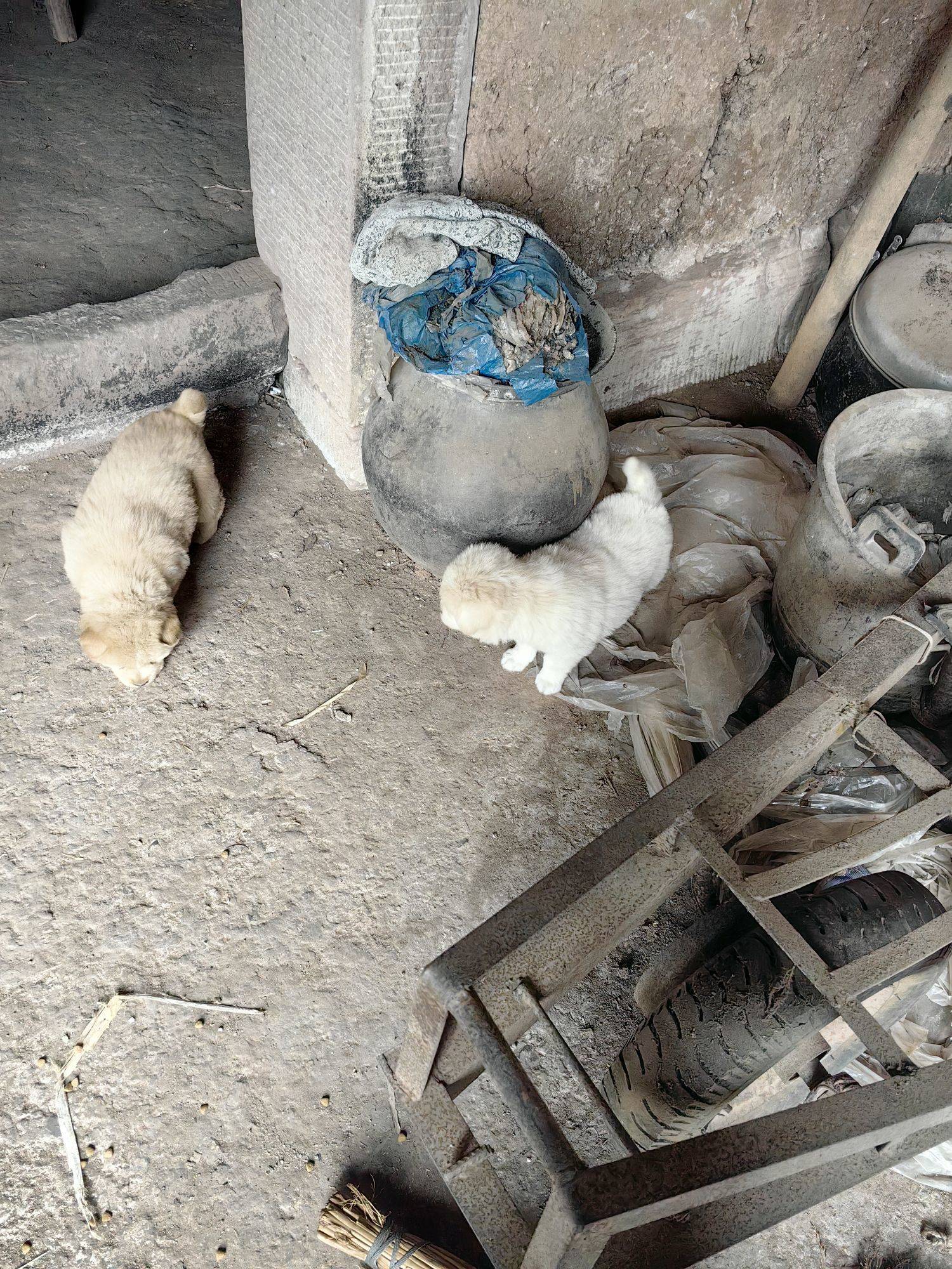 免费领养小狗，两只都是母狗 我家萌宠最_1