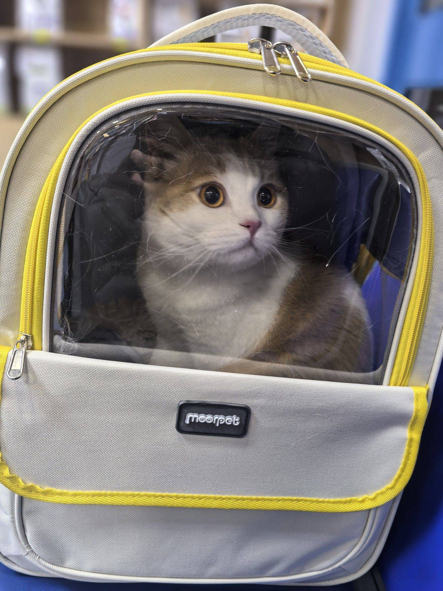 孩子过敏，八个月纯种乳白英短低价找领养_3