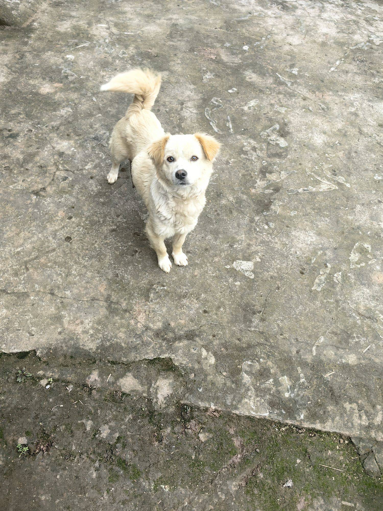 免费领养小狗，两只都是母狗 我家萌宠最