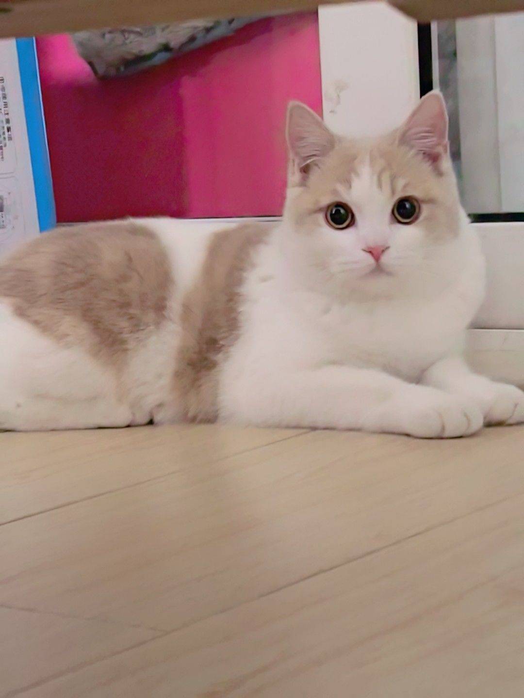 孩子过敏，八个月纯种乳白英短低价找领养