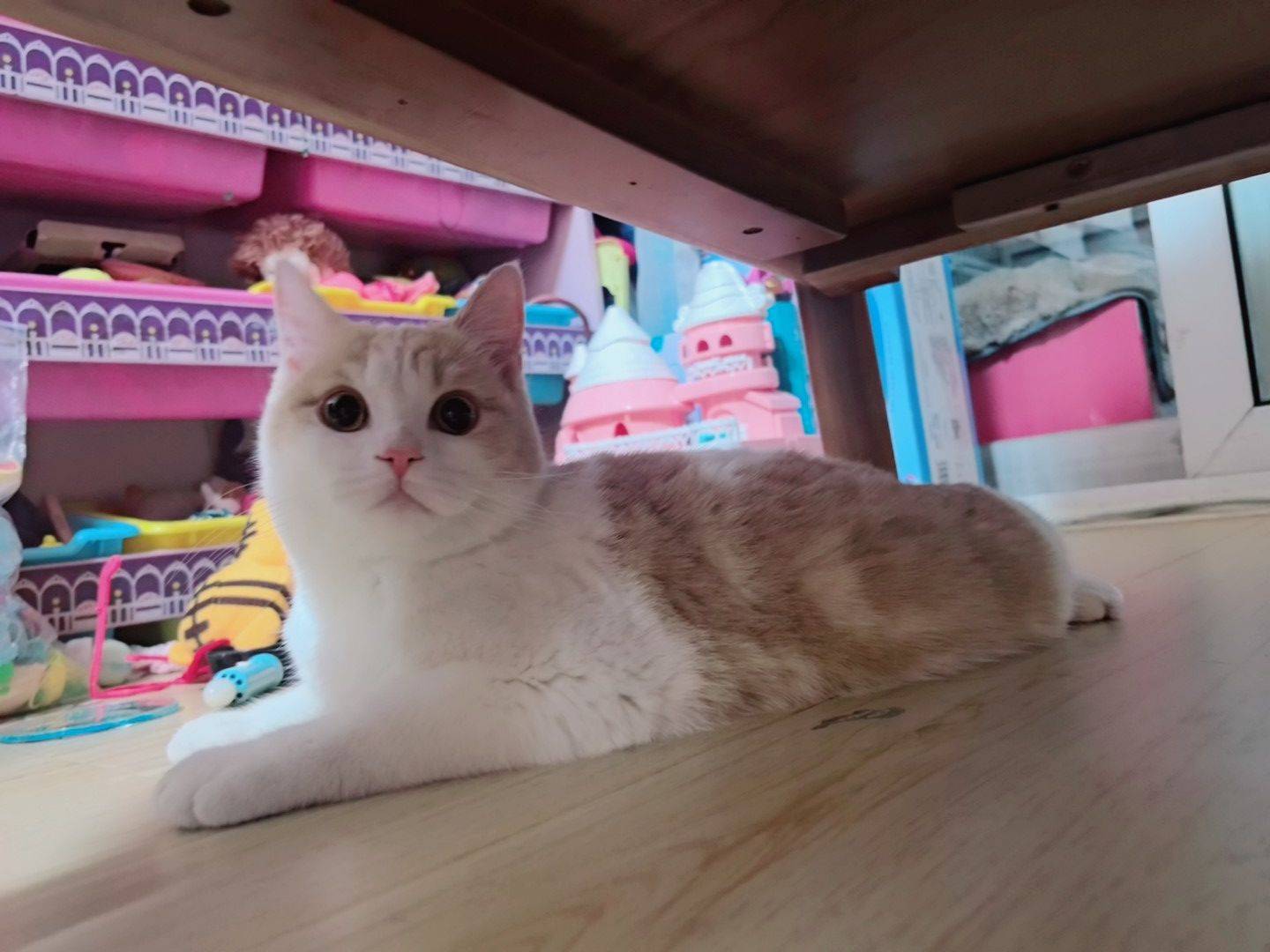 孩子过敏，八个月纯种乳白英短低价找领养_2