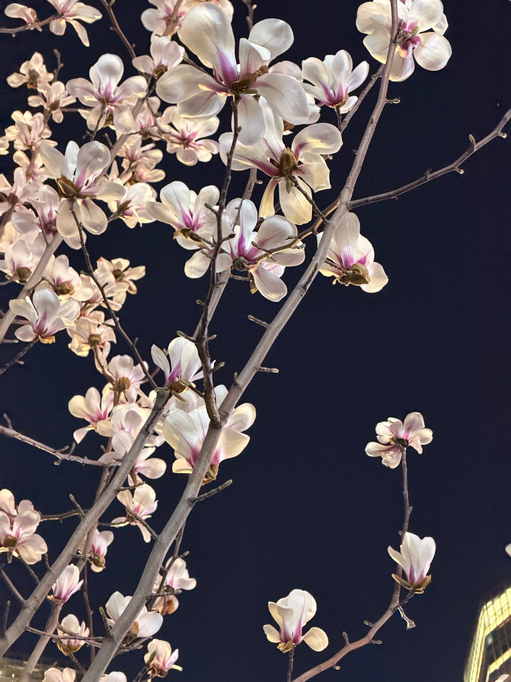 东风吹过玉兰花_2