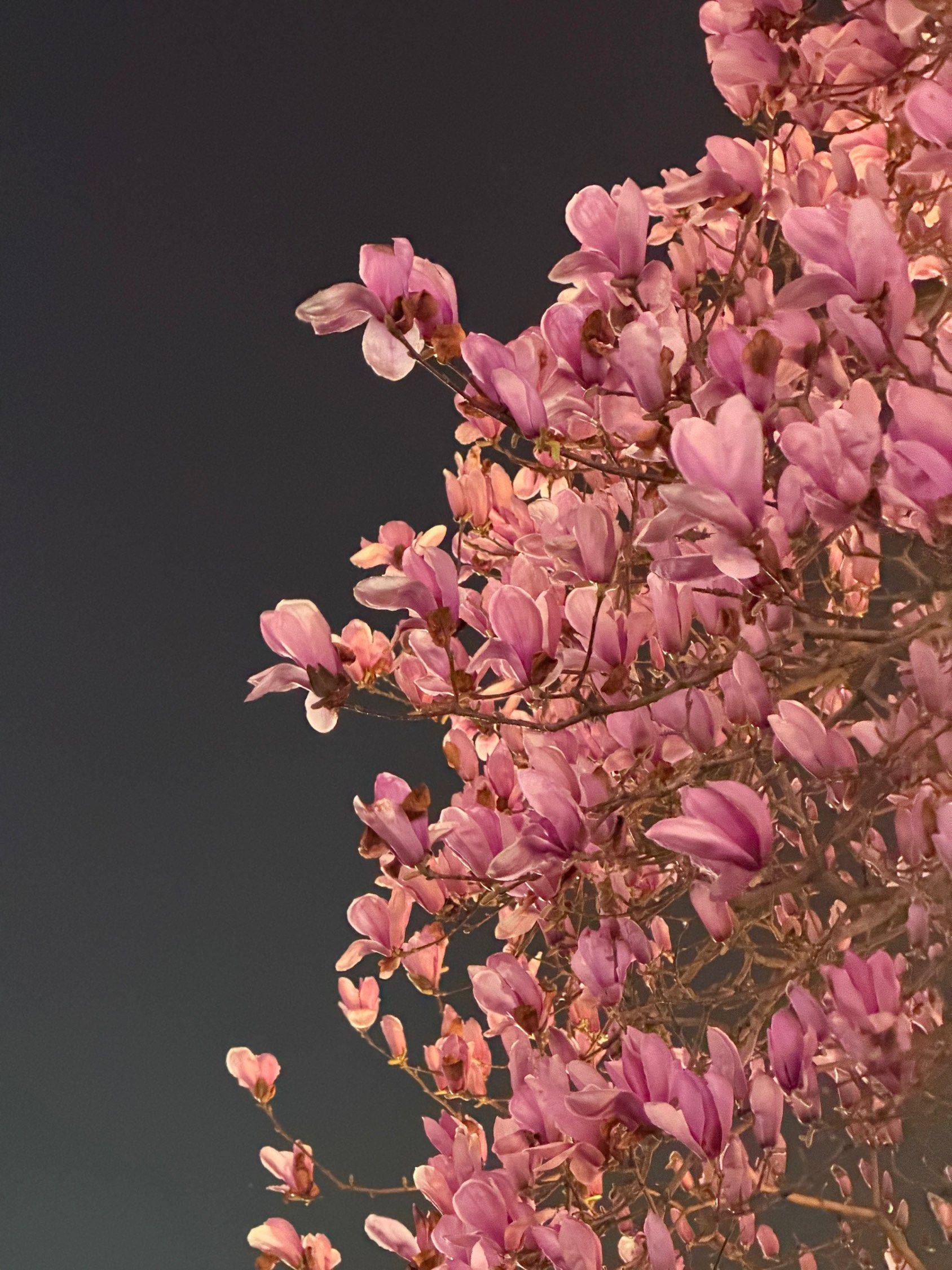 东风吹过玉兰花_1