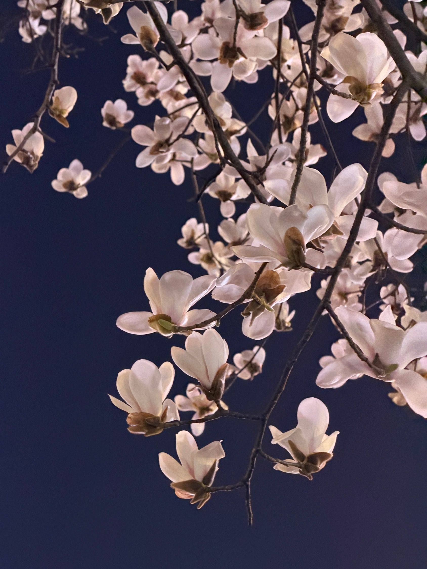 东风吹过玉兰花