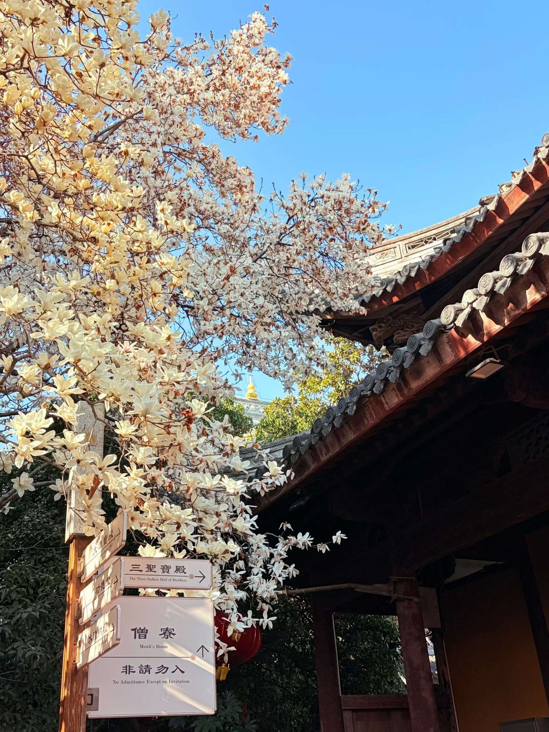 白玉兰~是春天的第一场盛事！！_1