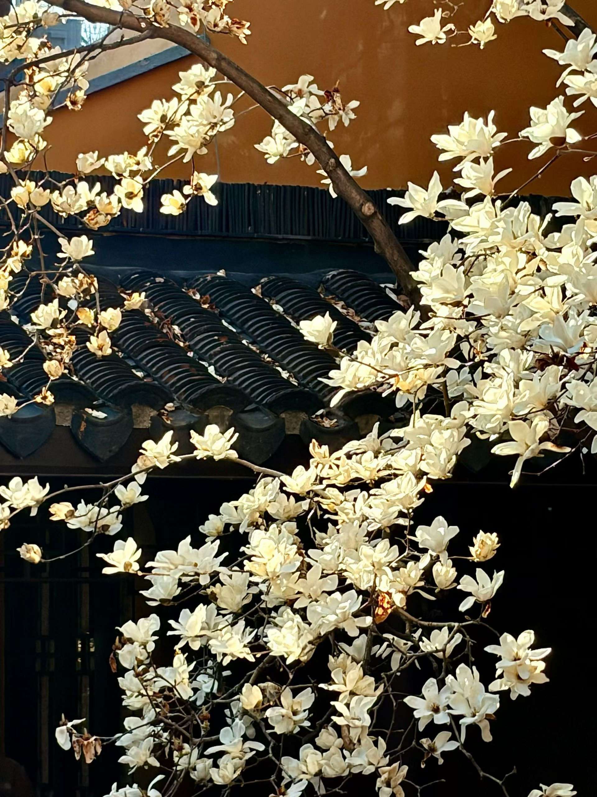 白玉兰~是春天的第一场盛事！！_2