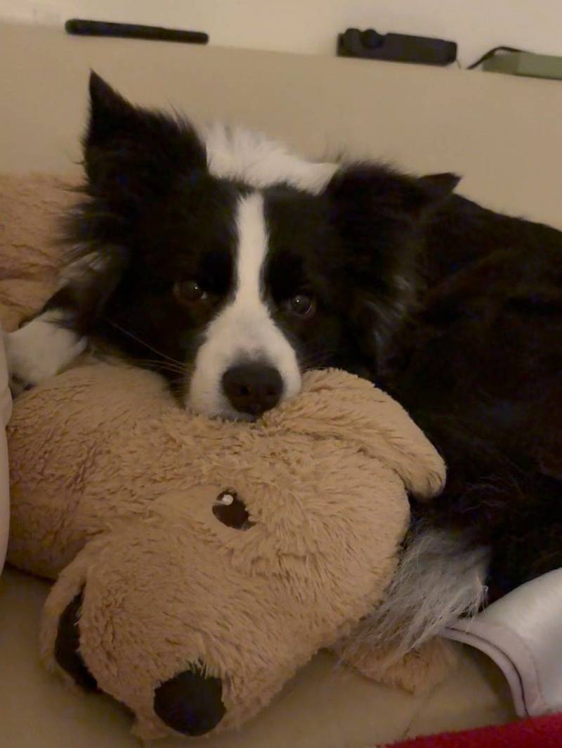 边牧躺在鸡毛身上