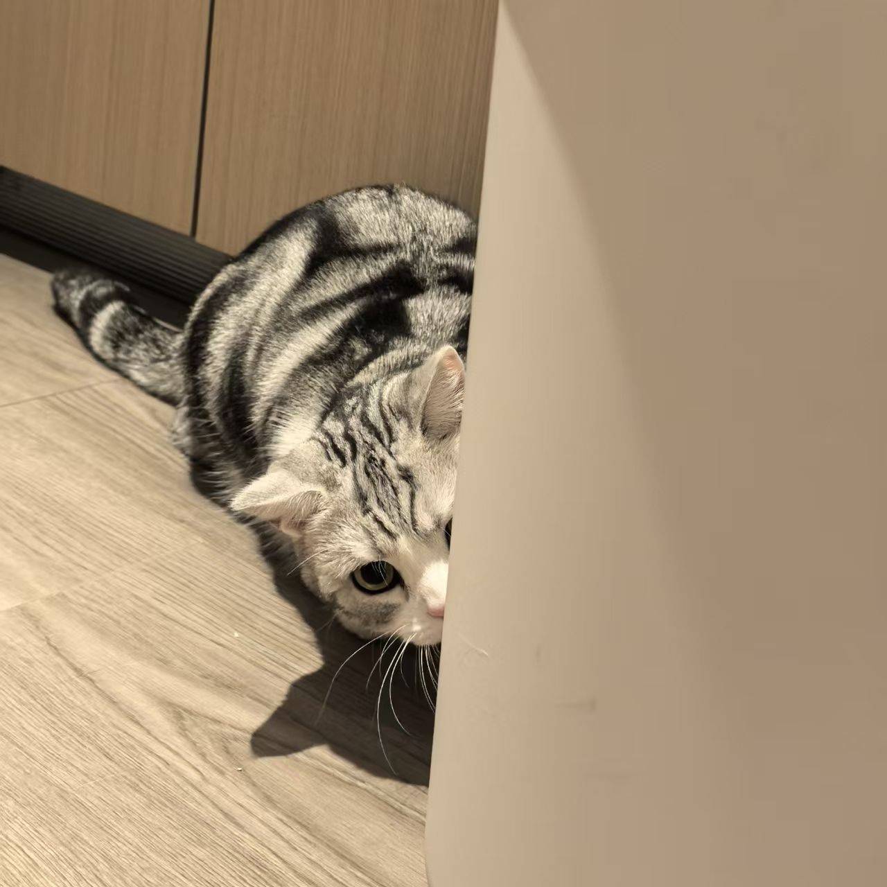  躲猫猫 宅家日常 