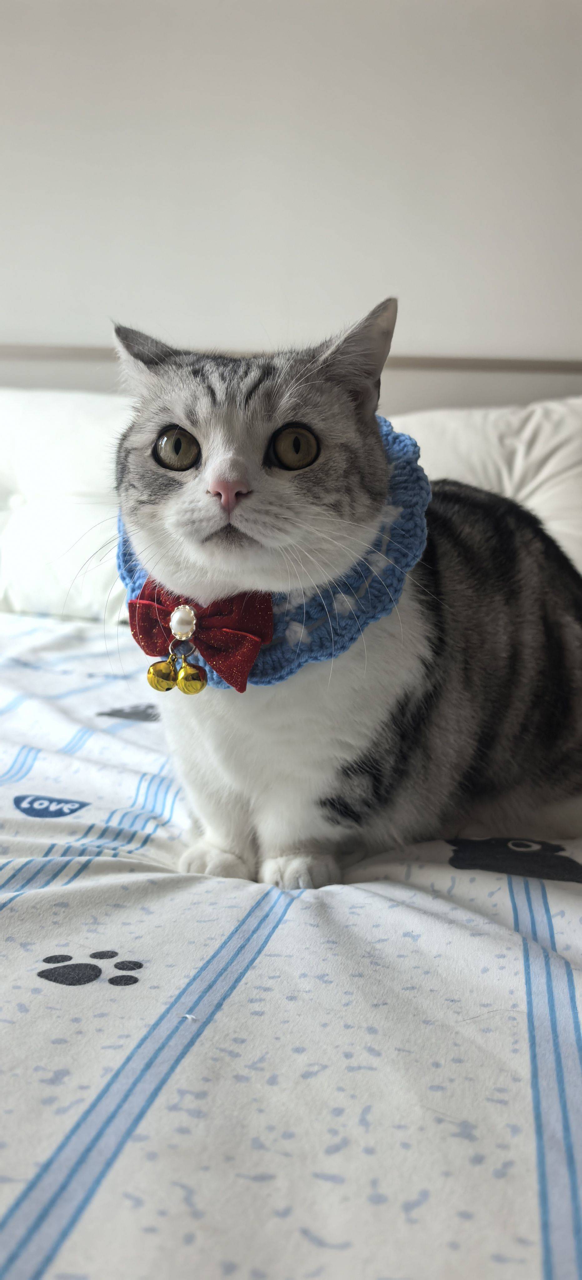  我家萌宠最可爱  宅家日常  猫