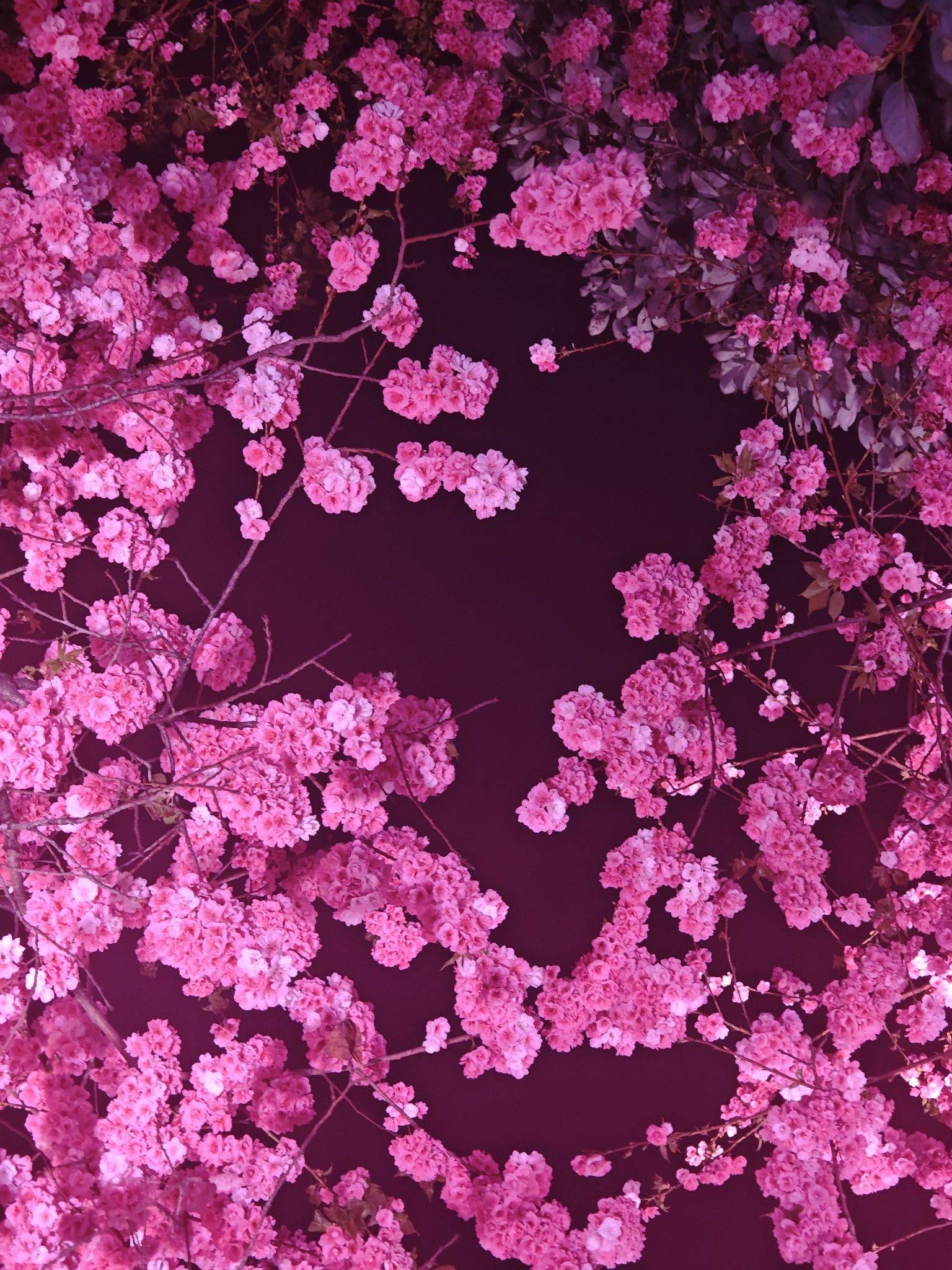 别来几春未还家，玉窗五见樱桃花。_2