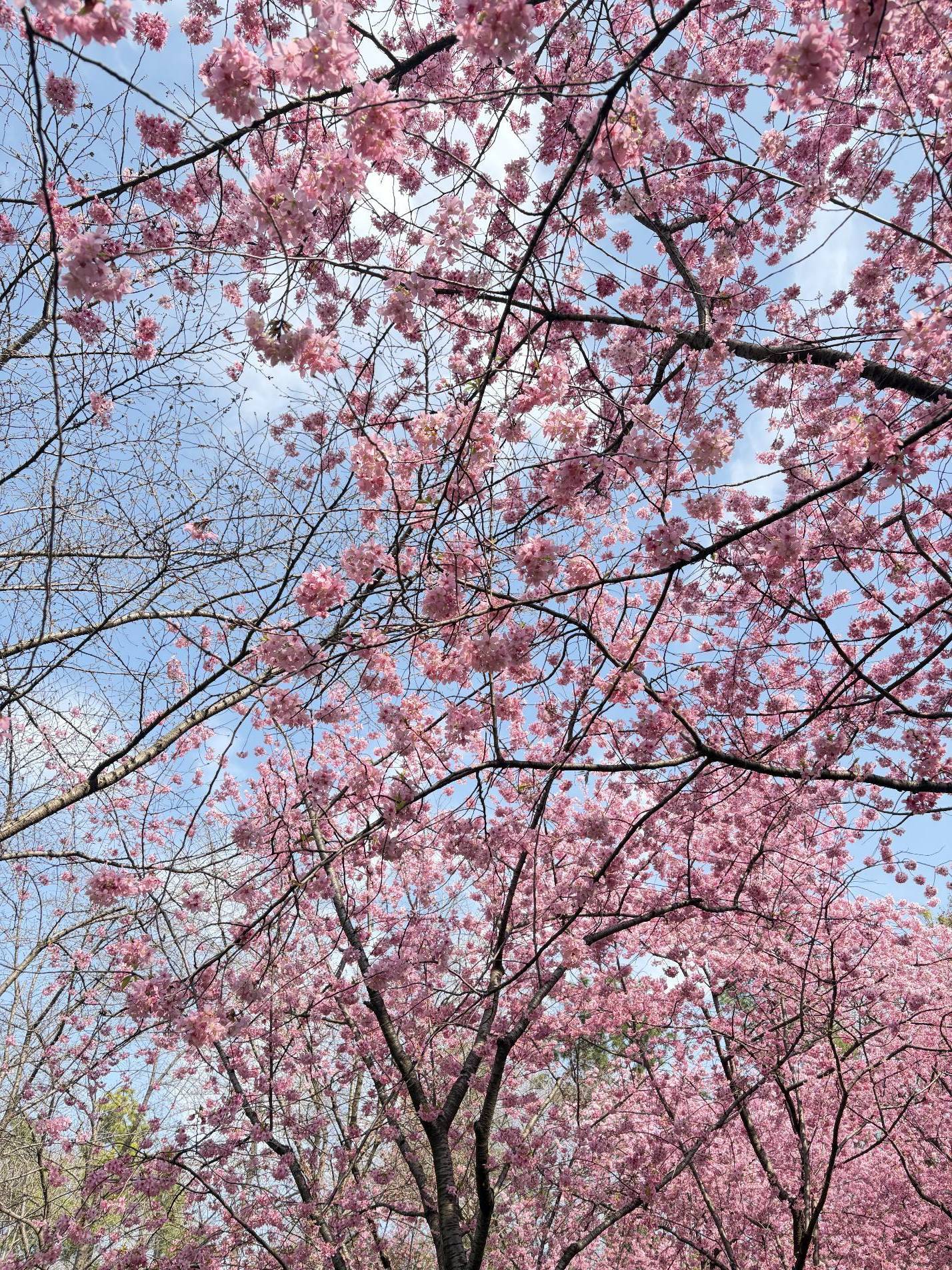 别来几春未还家，玉窗五见樱桃花。_1