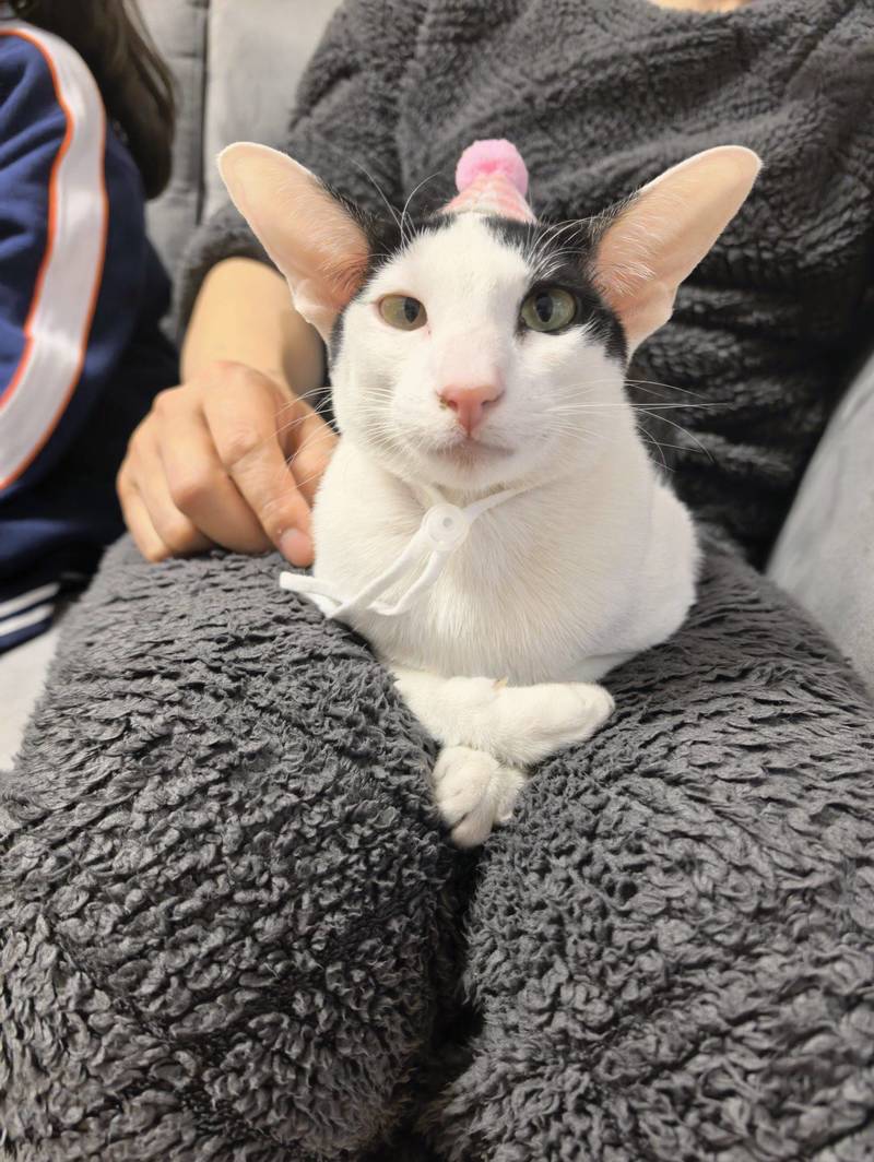 喵,主人在哪儿?