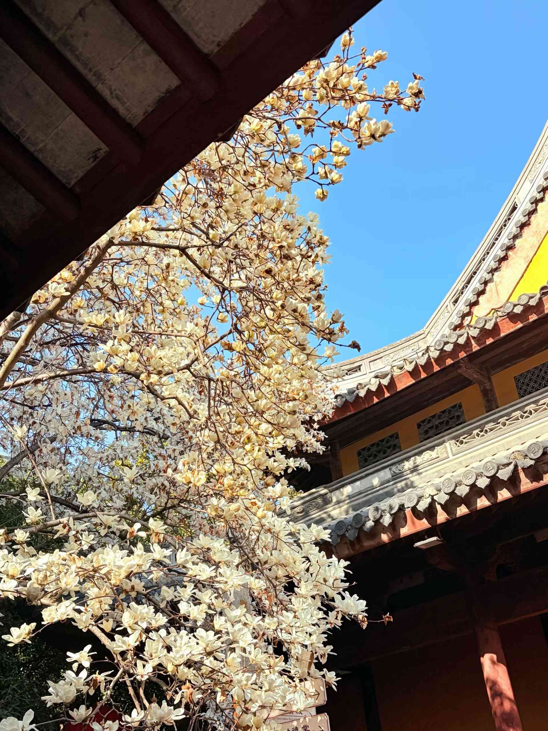 白玉兰~是春天的第一场盛事！！