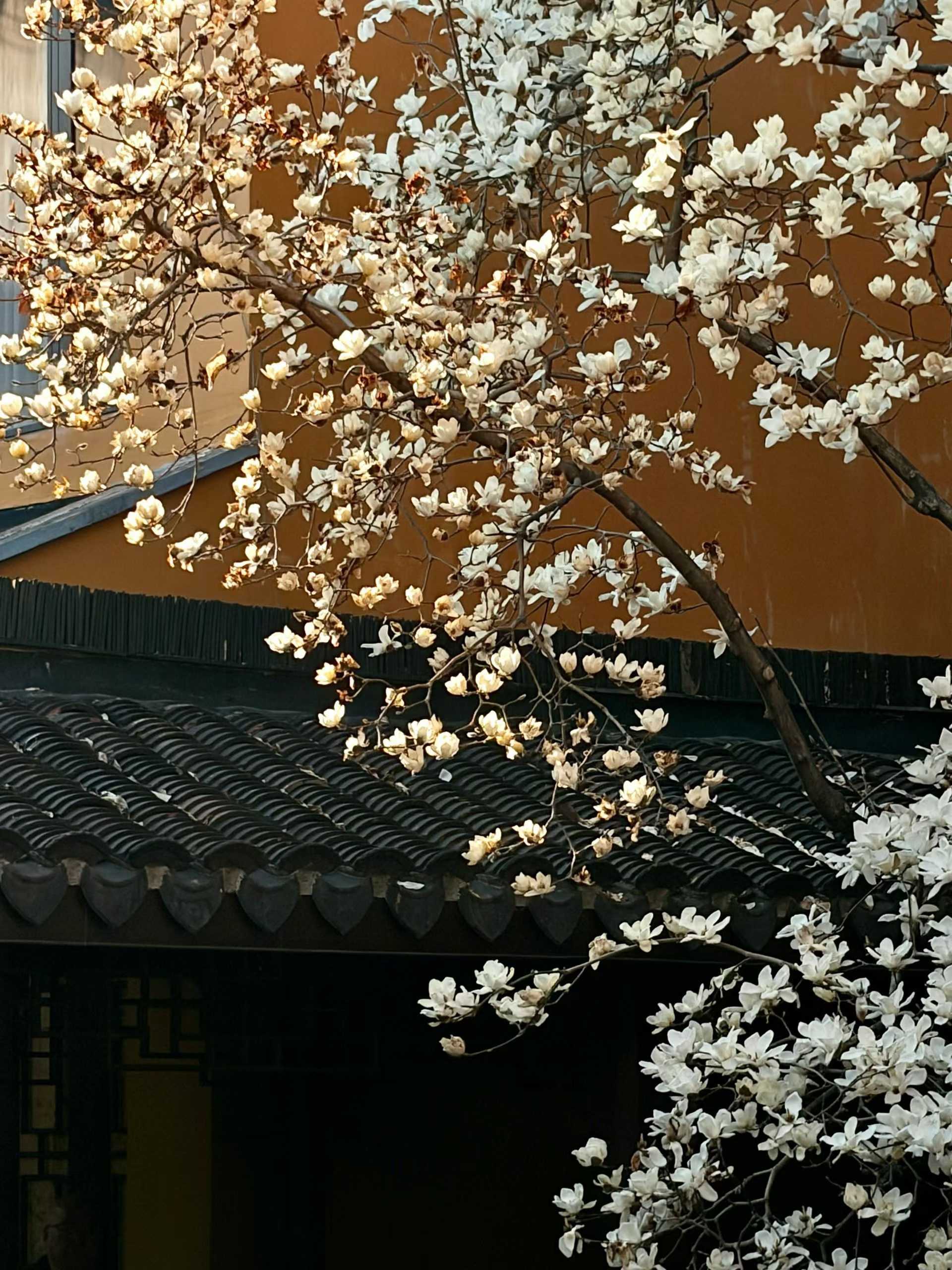 白玉兰~是春天的第一场盛事！！_3