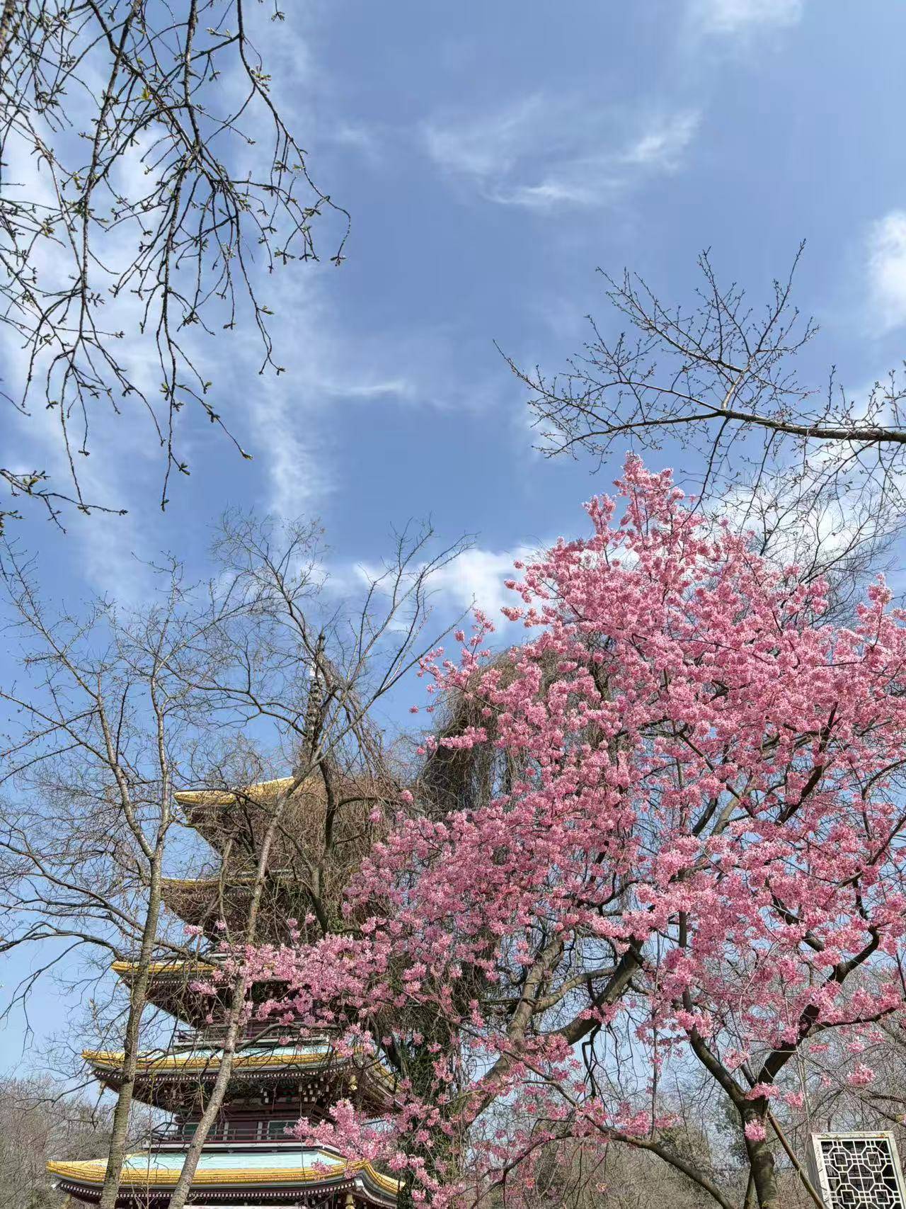 别来几春未还家，玉窗五见樱桃花。