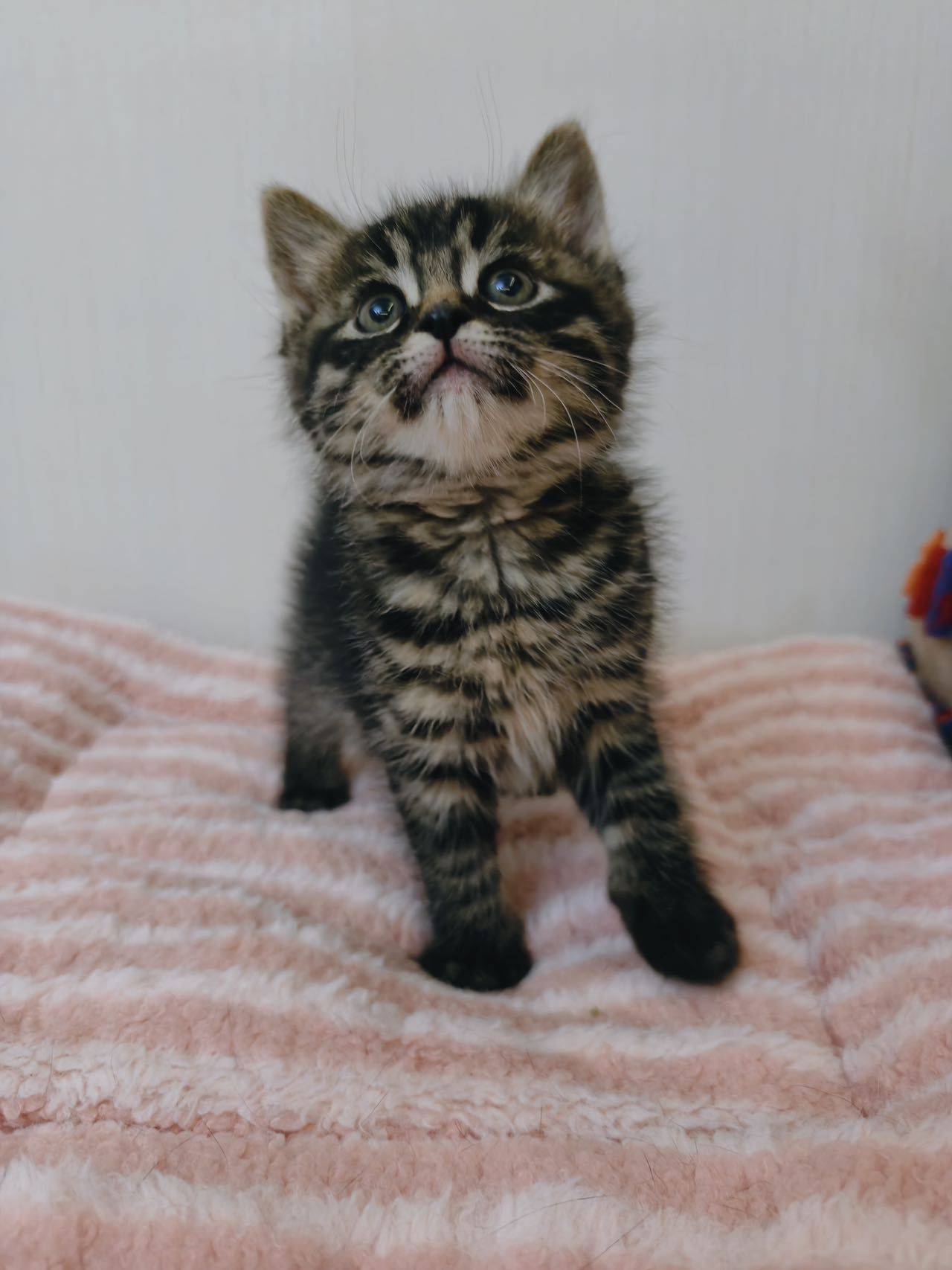 马达达 天使小猫 1.5个月_2