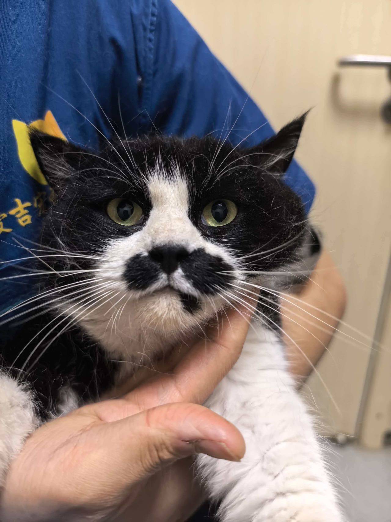 奶牛妹妹，无偿领养