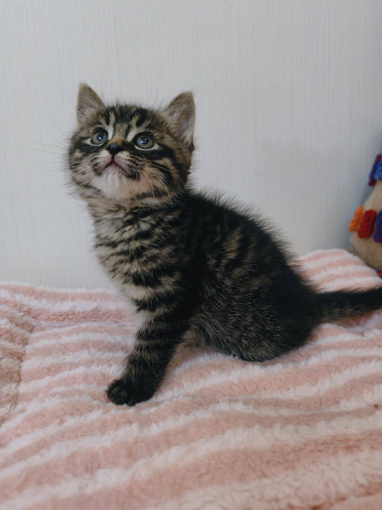 马达达 天使小猫 1.5个月_1