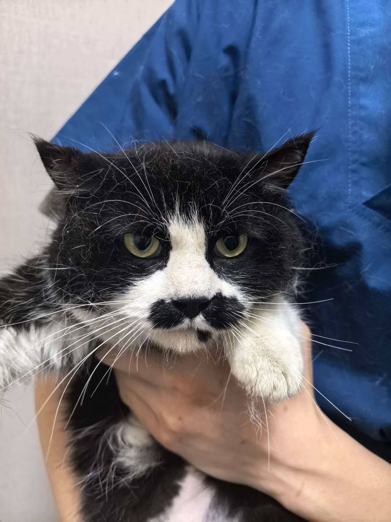 奶牛妹妹，无偿领养_2