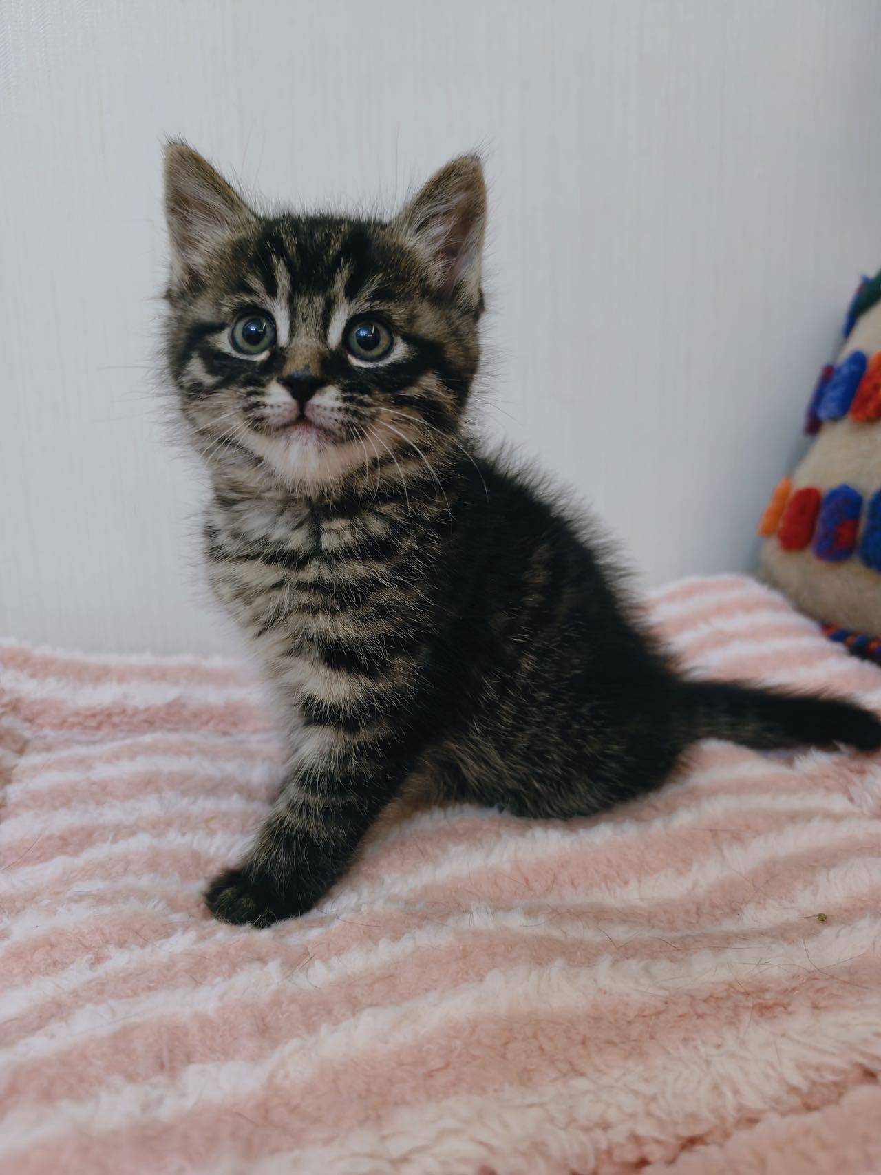 马达达 天使小猫 1.5个月