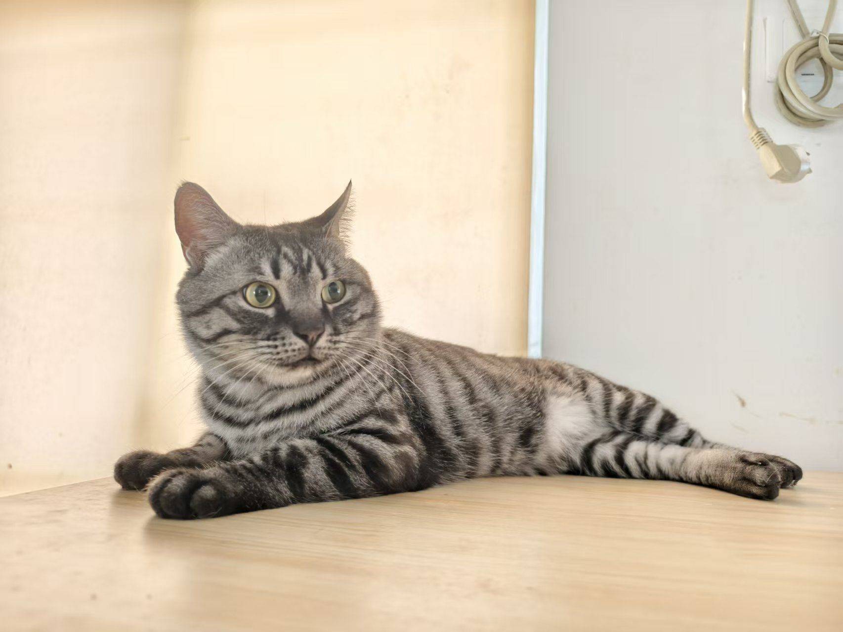 好喜欢我的小猫咪_1