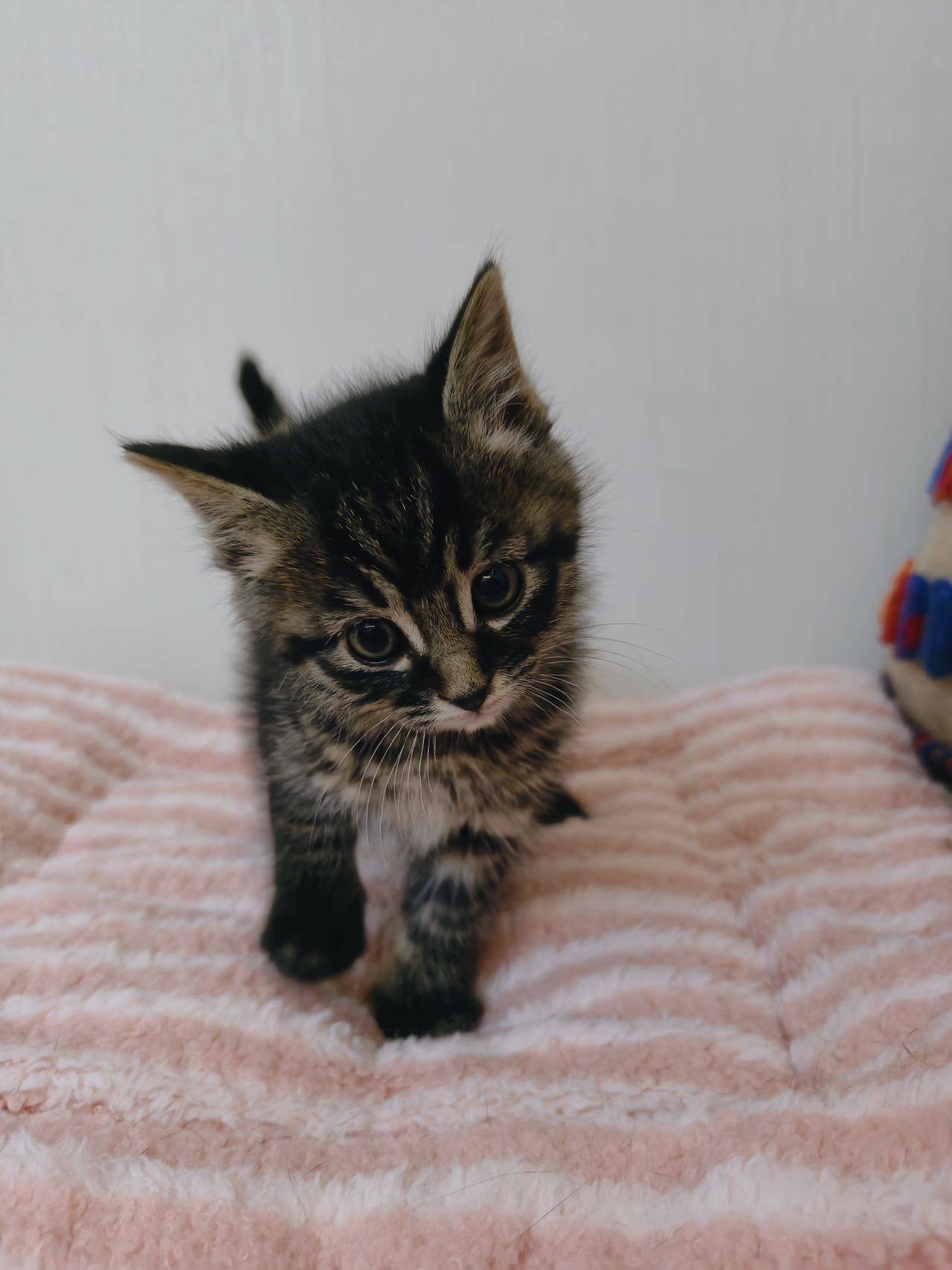 马达达 天使小猫 1.5个月_4