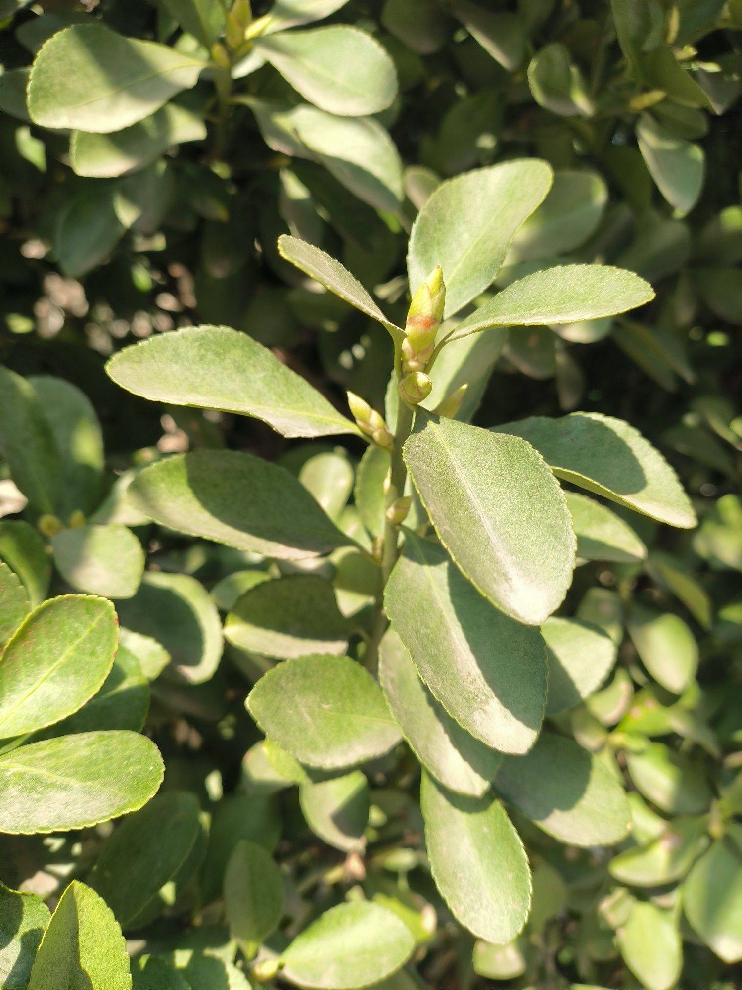 流年无声，阳光正好！_2