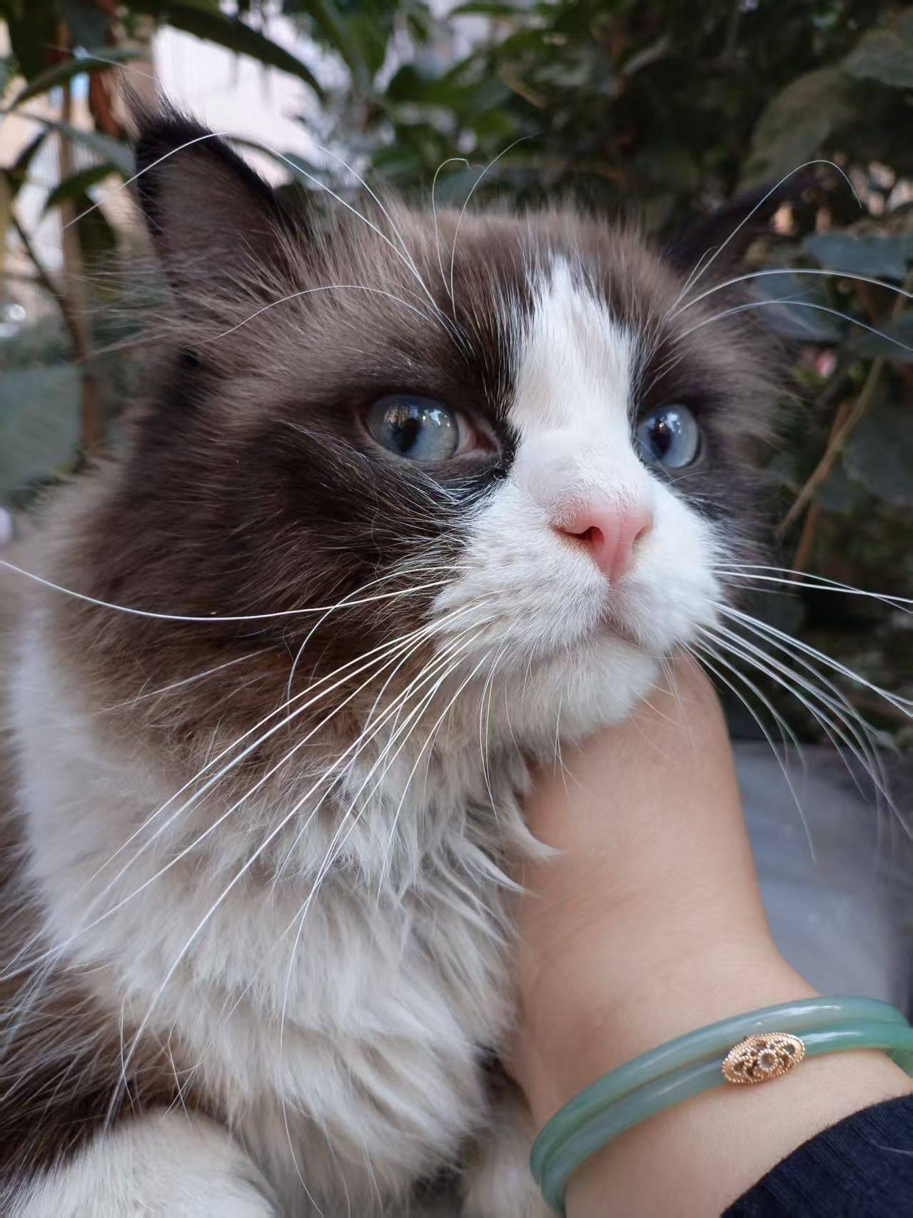 布偶弟弟，无偿领养