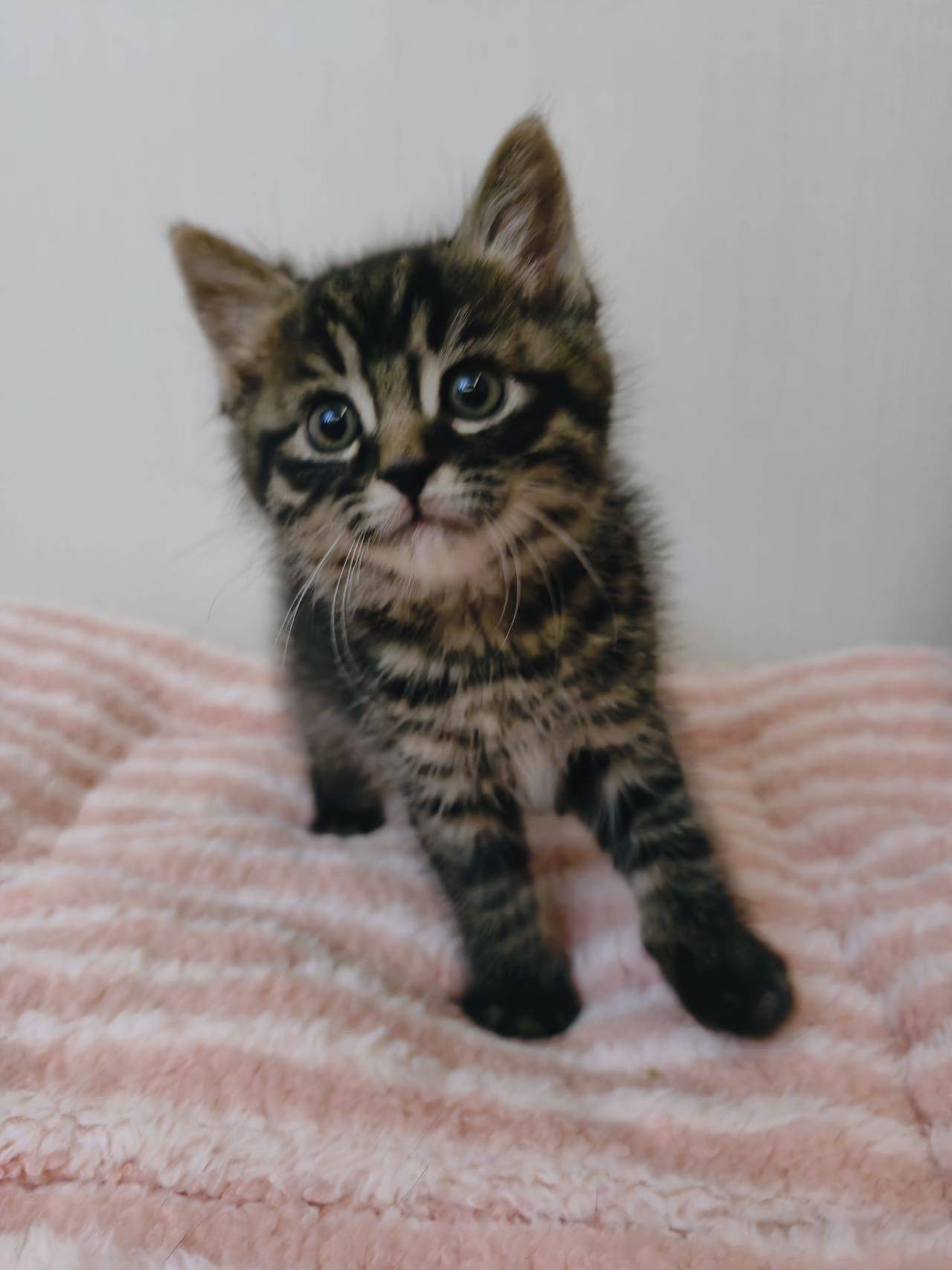 马达达 天使小猫 1.5个月_3