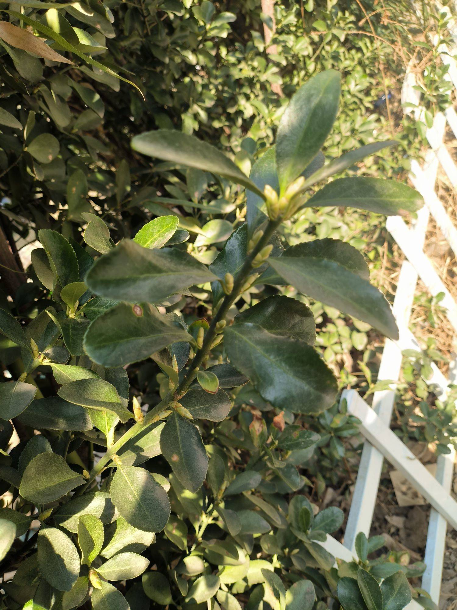 流年无声，阳光正好！_1