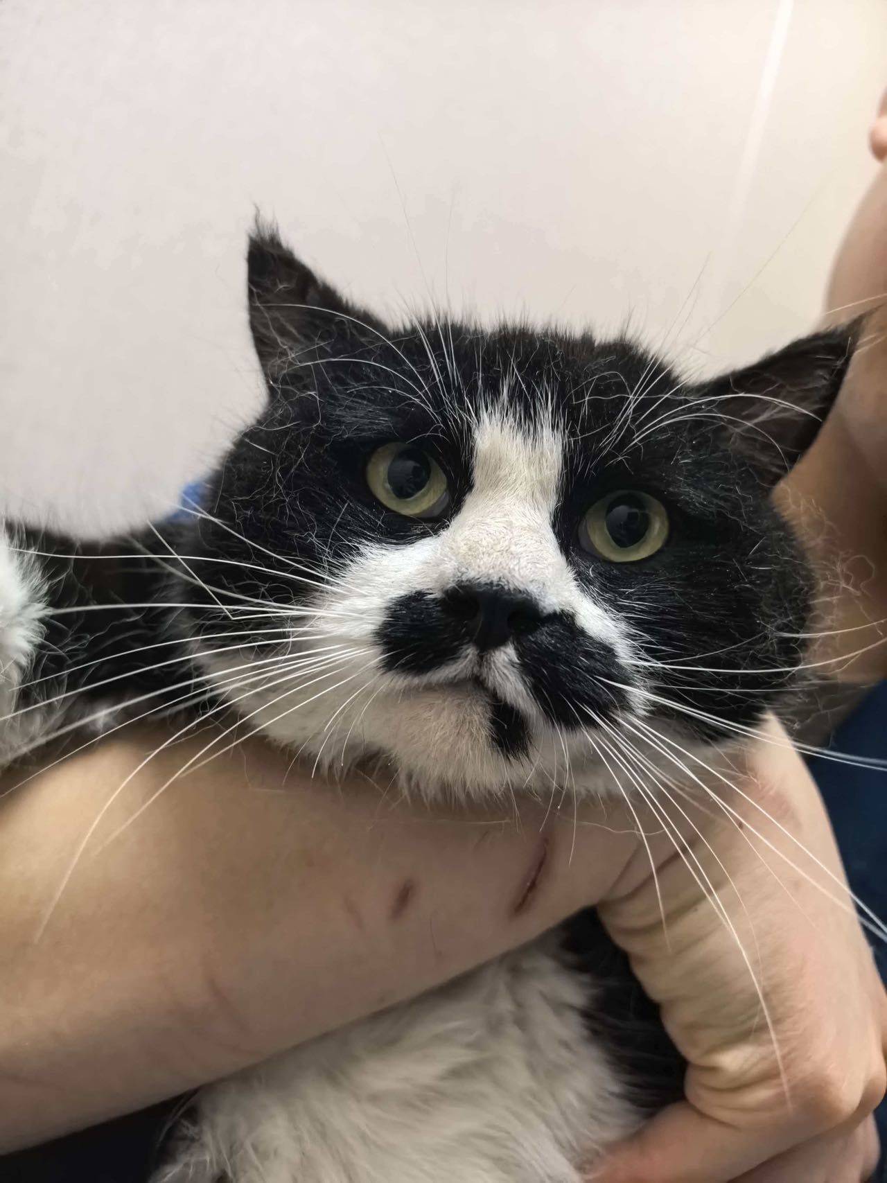 奶牛妹妹，无偿领养_1