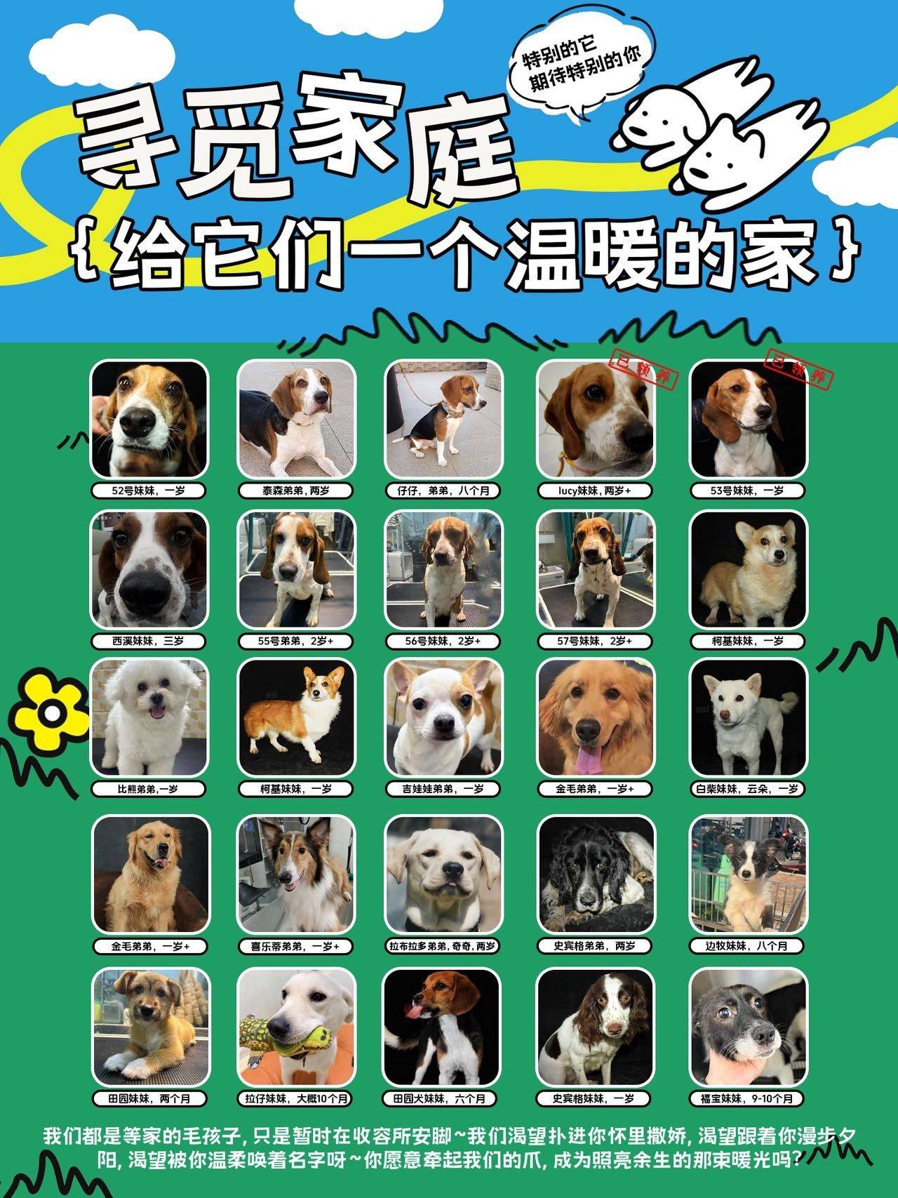 最新待领养的狗狗，都很漂亮，很可爱