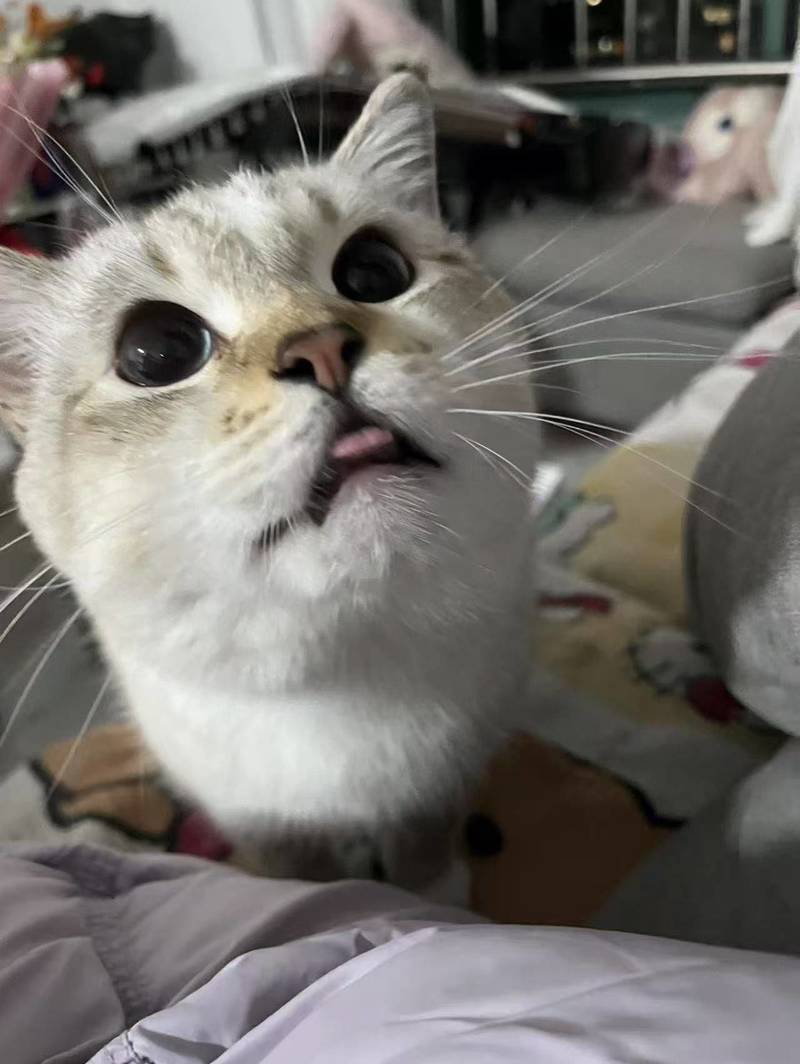 流浪猫咪找领养人